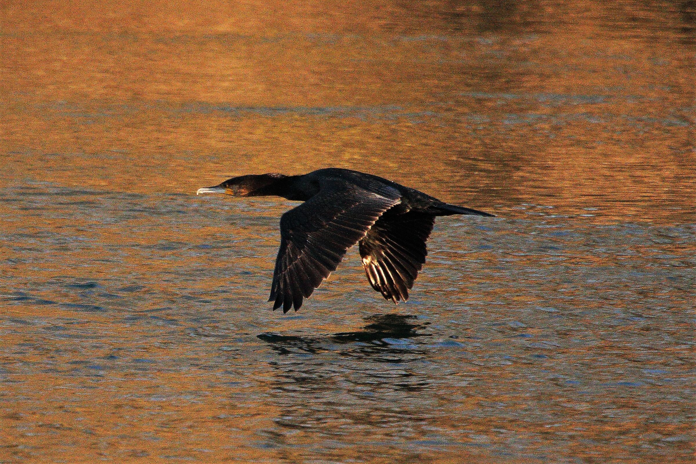 cormorant