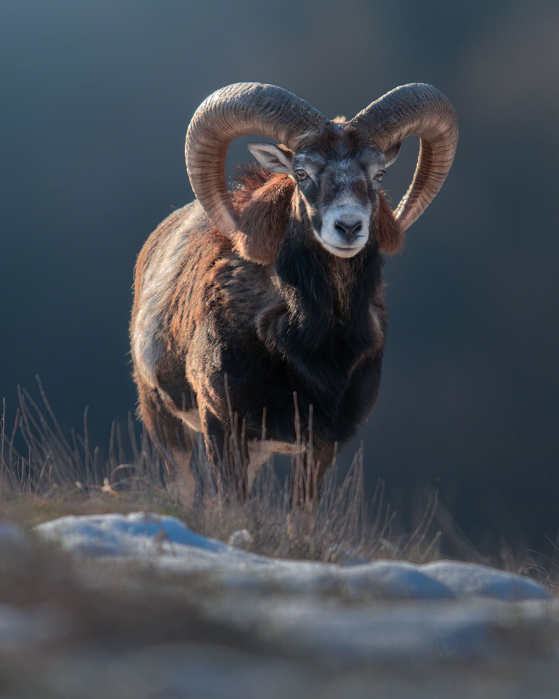 Mouflon