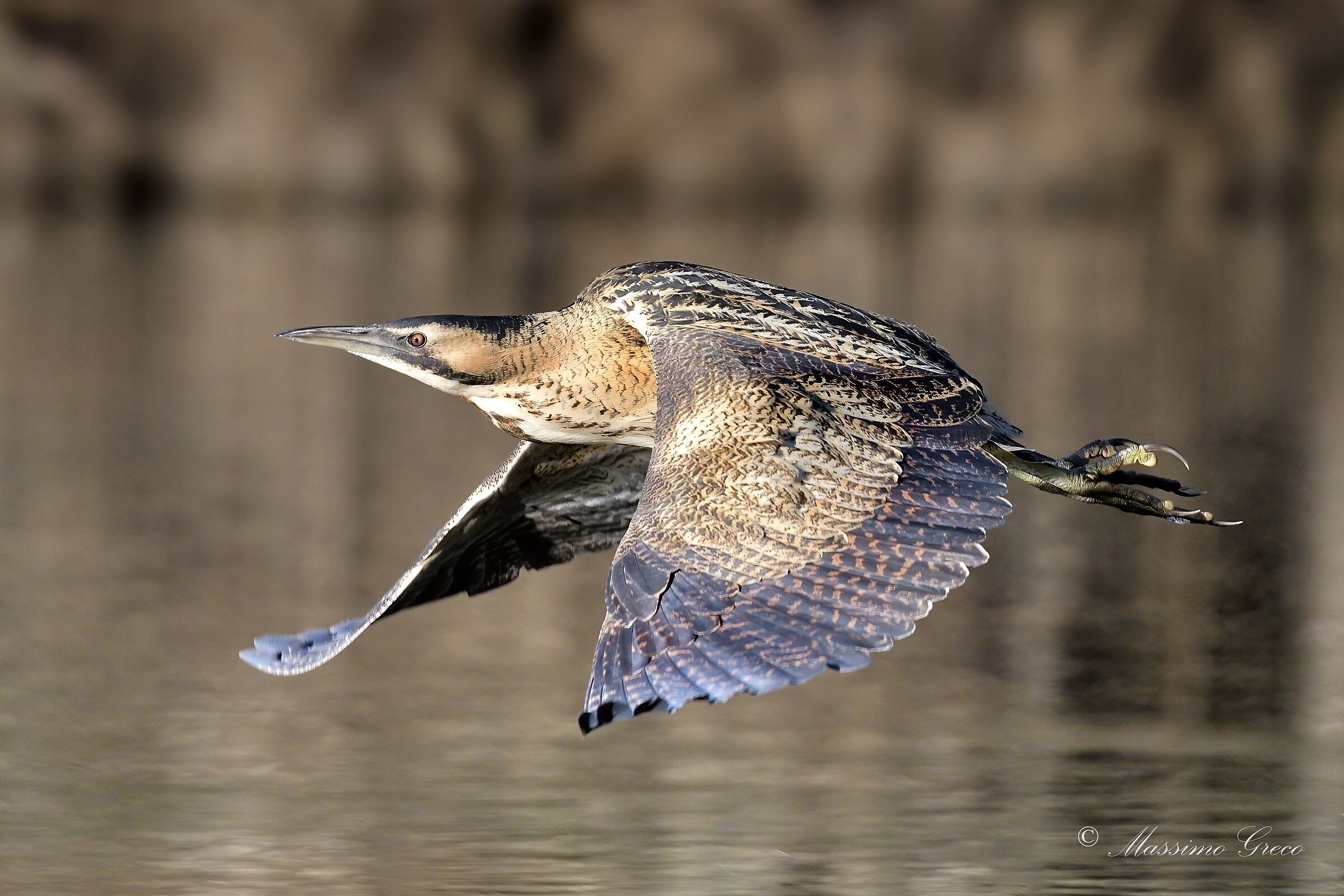 Bittern (Botaurus stellaris)