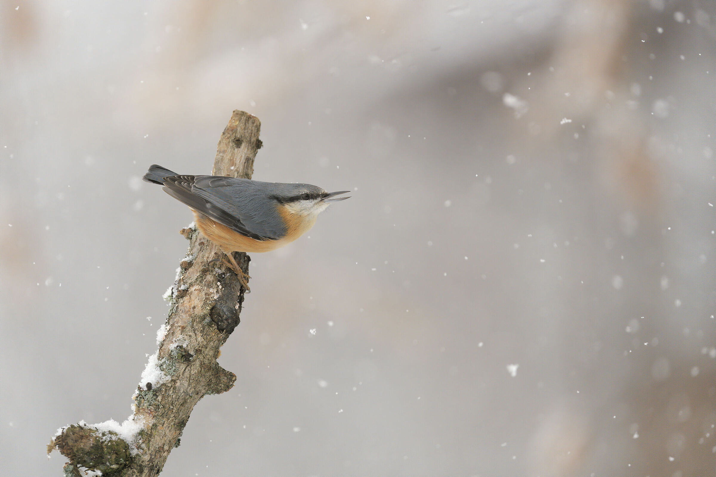 The Bricklayer and the snow