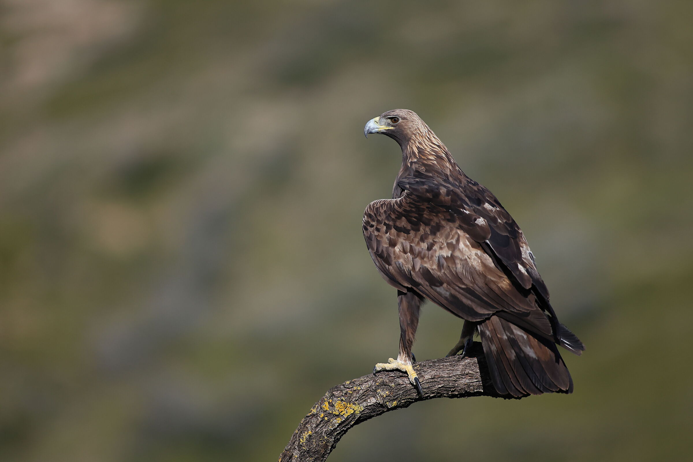 Aquila Reale maschio