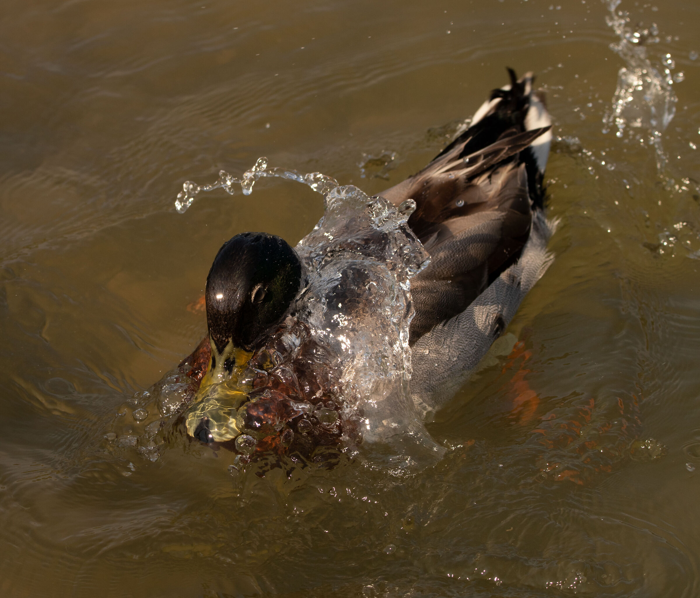 Duck Mallard male 9/05/2021