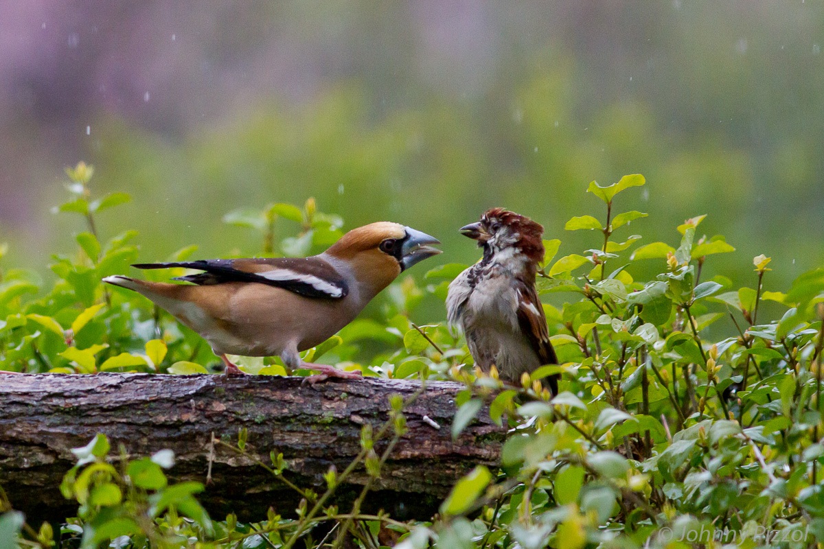 Hawfinch VS Sparrow