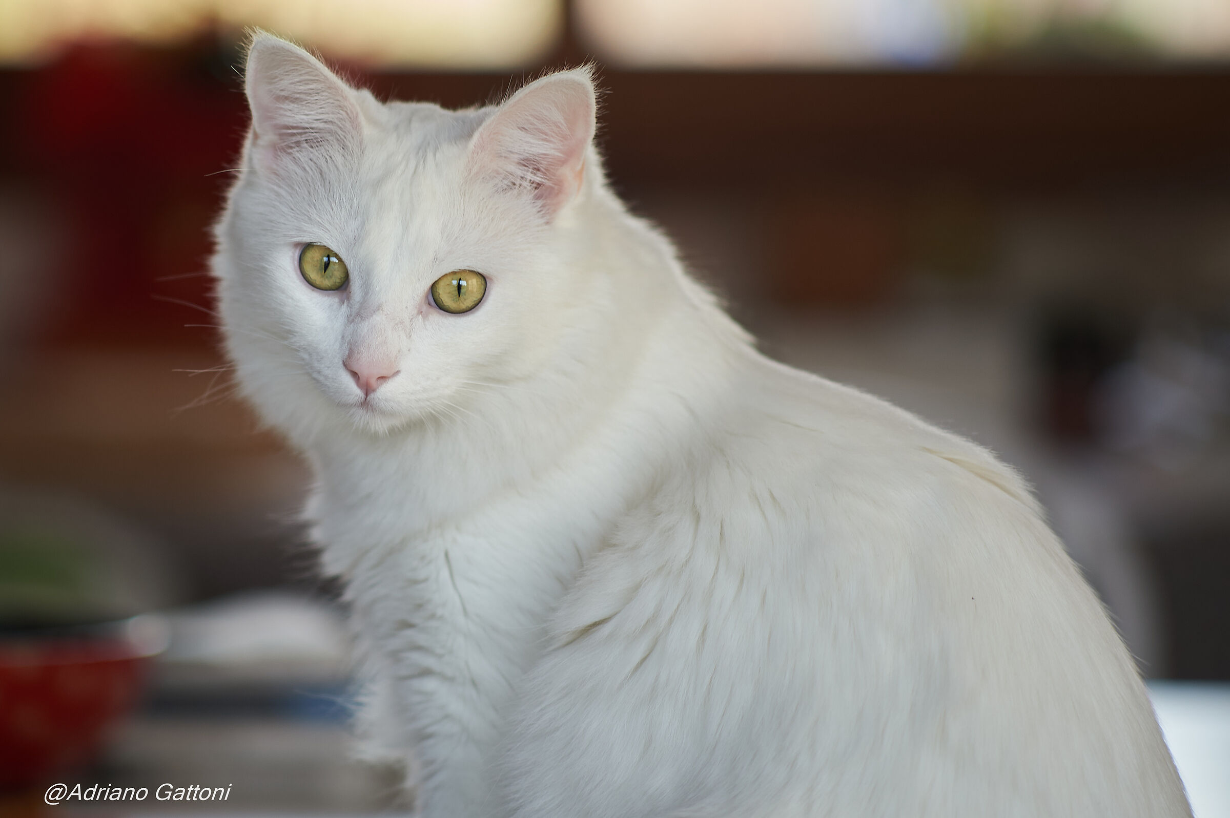 Auguri di buone feste