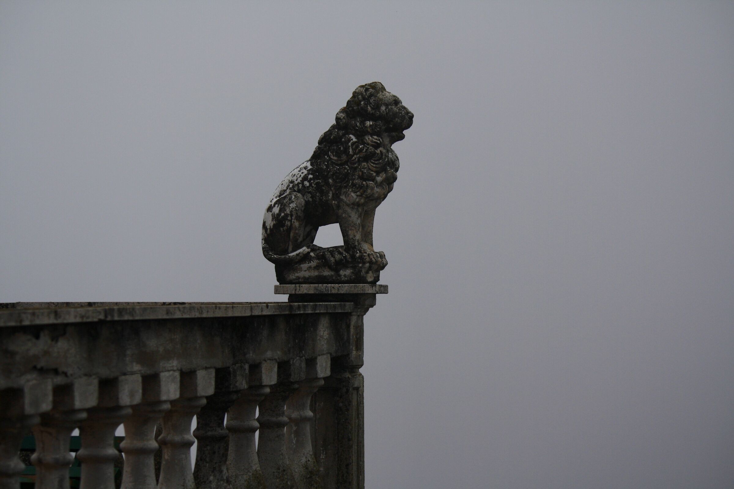 Leone nella nebbia