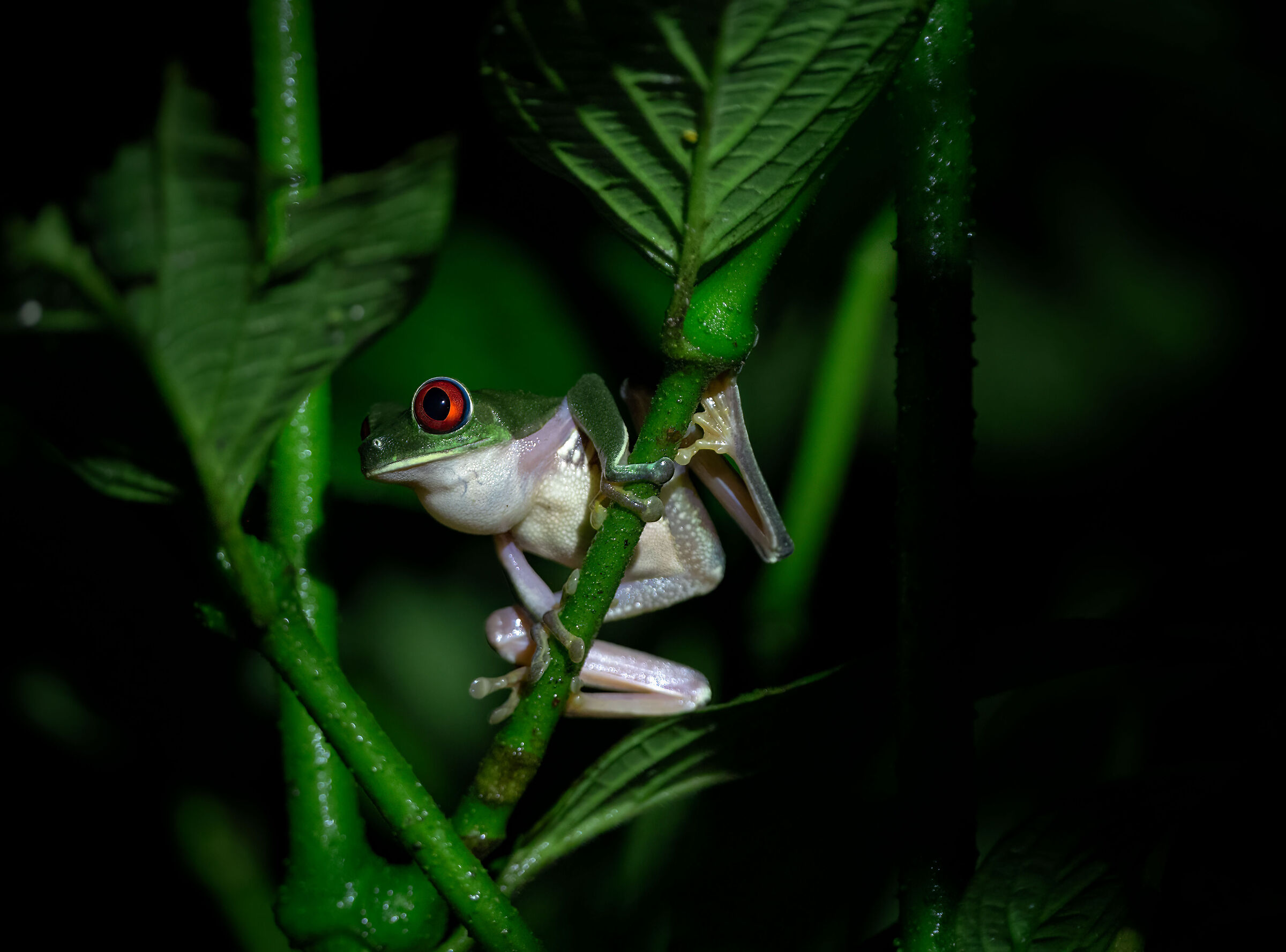 Red-eyed frog