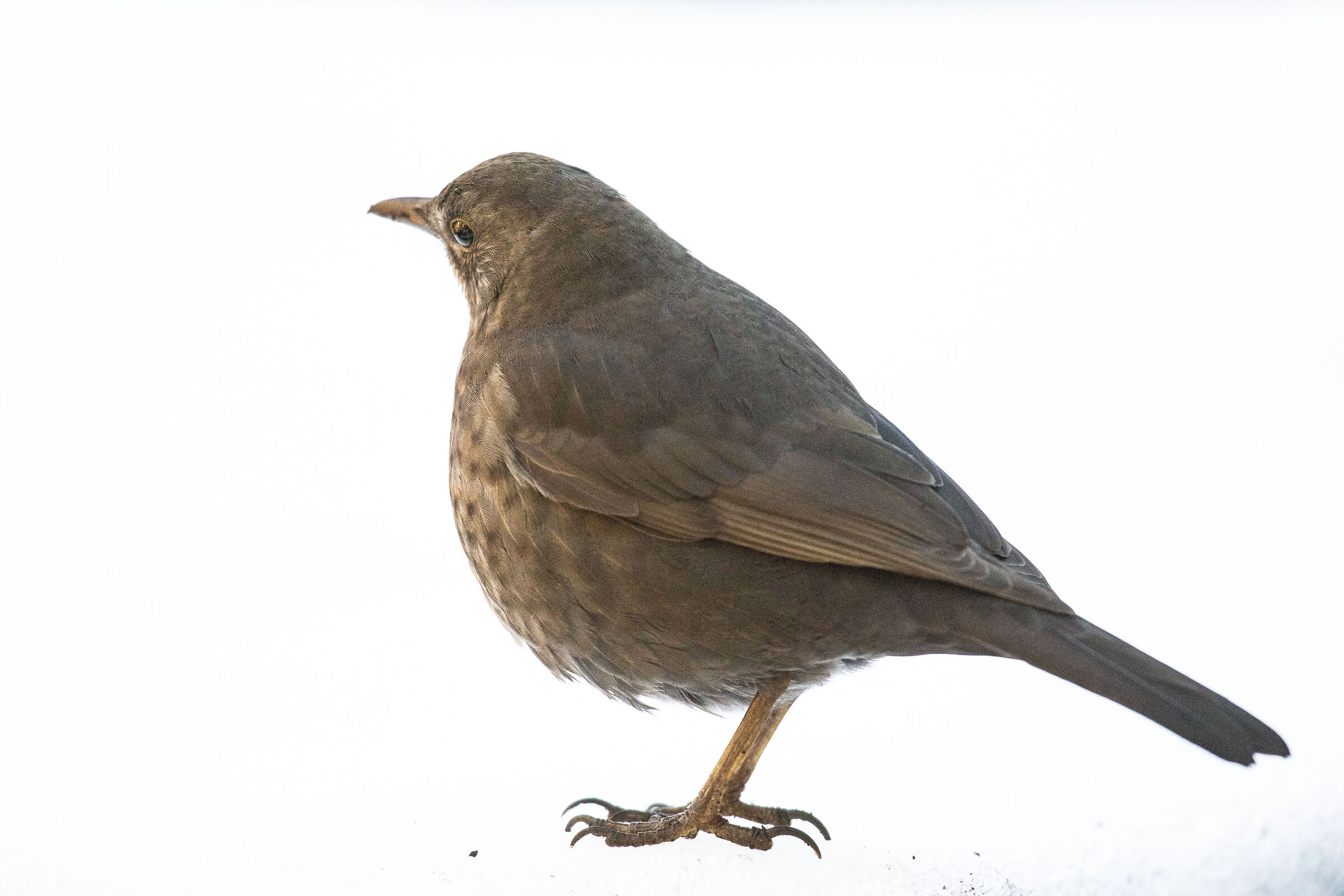 Blackbird in the snow