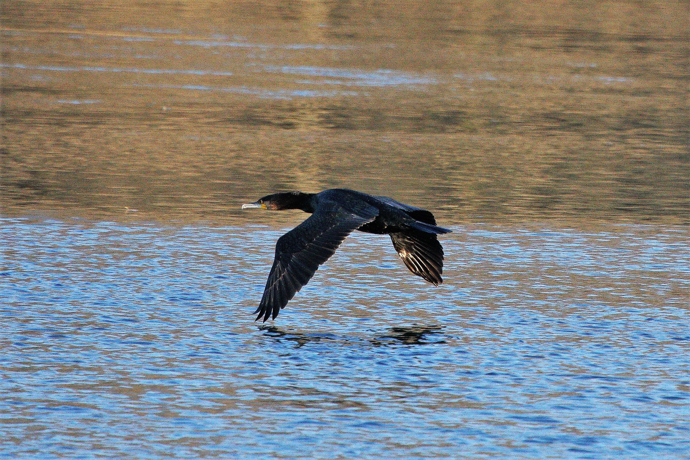 cormorant