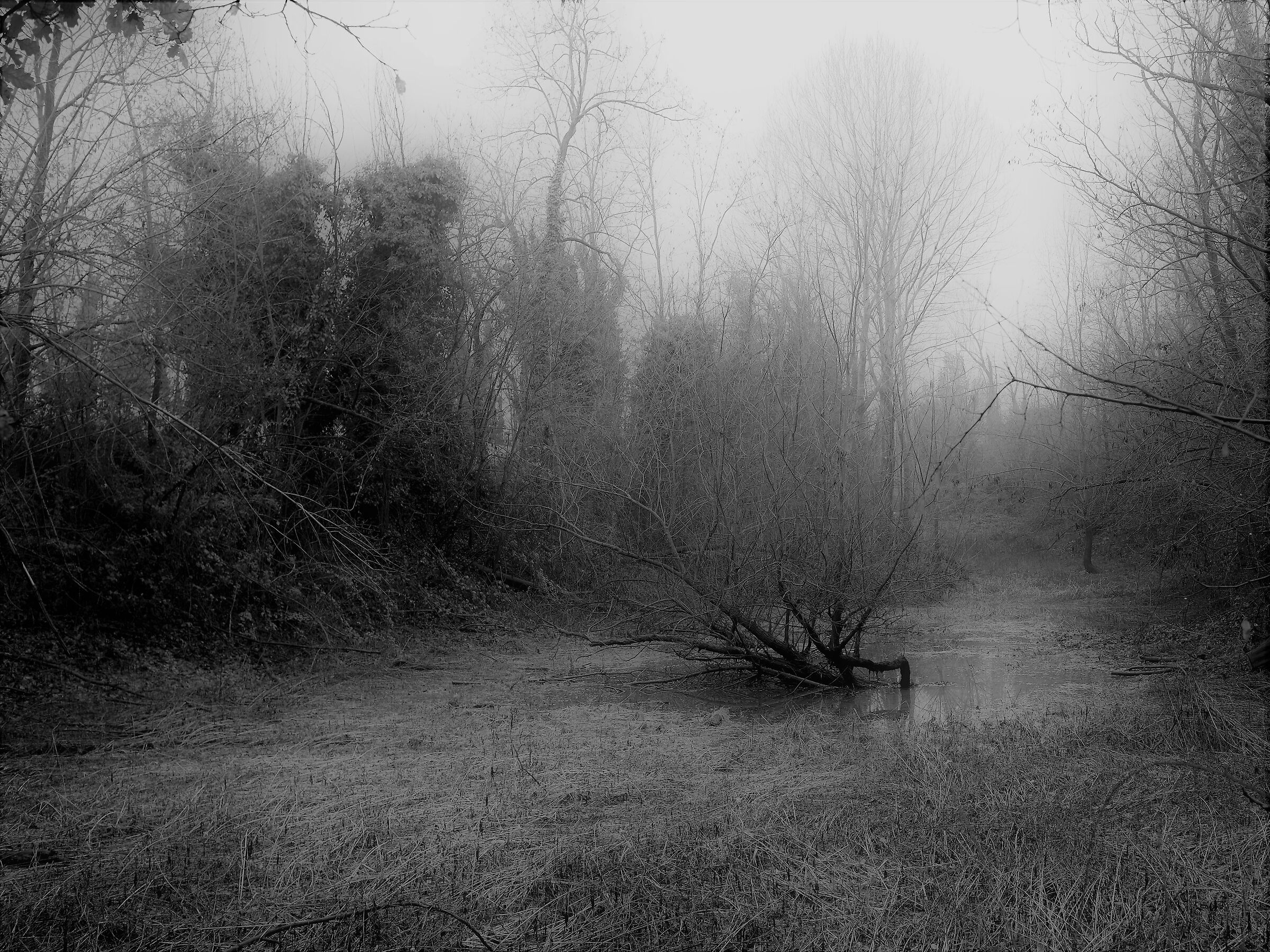 la nebbia di mattina