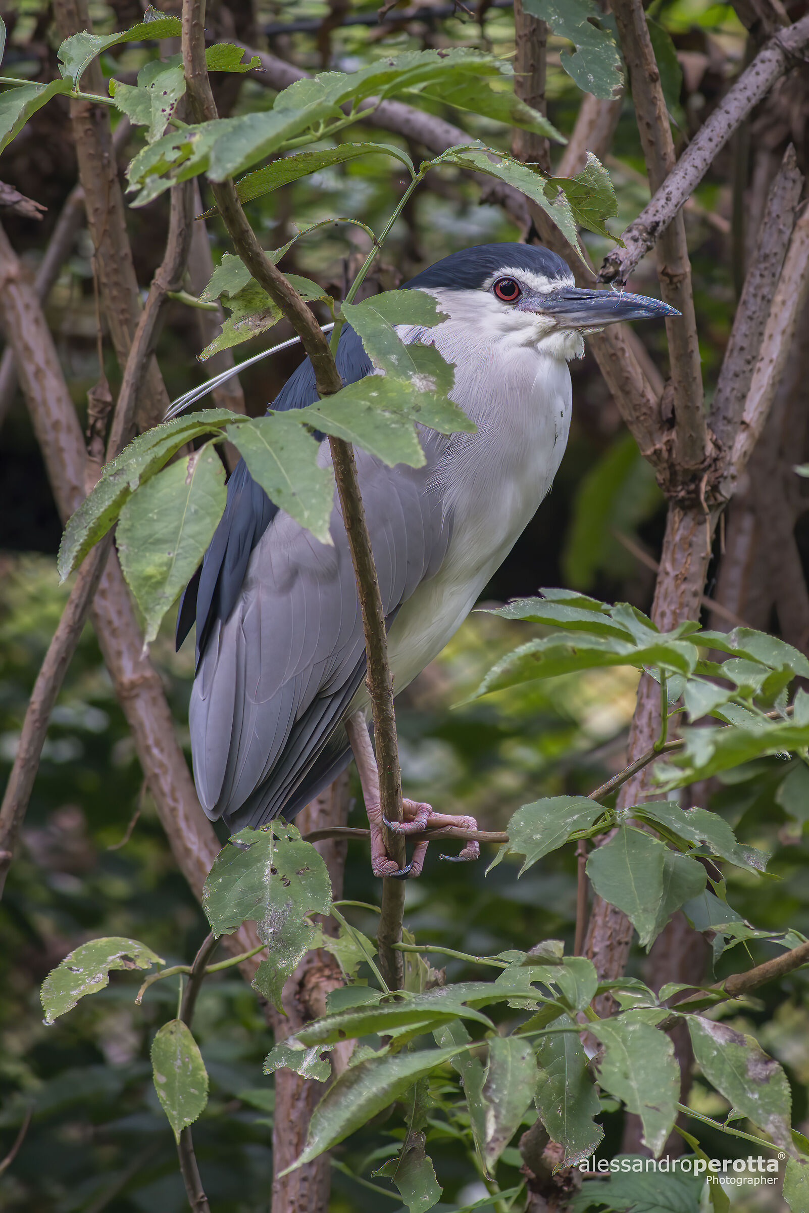 Nycticorax nycticorax
