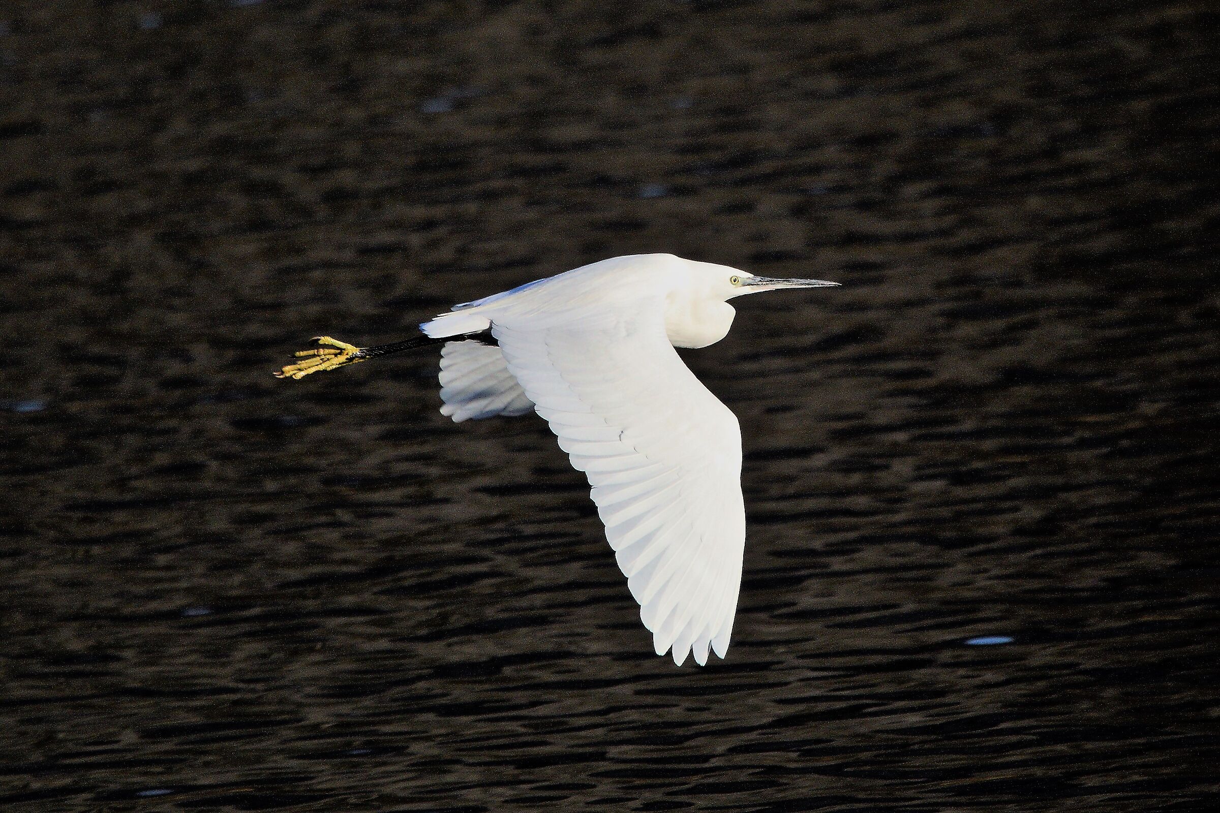 egret