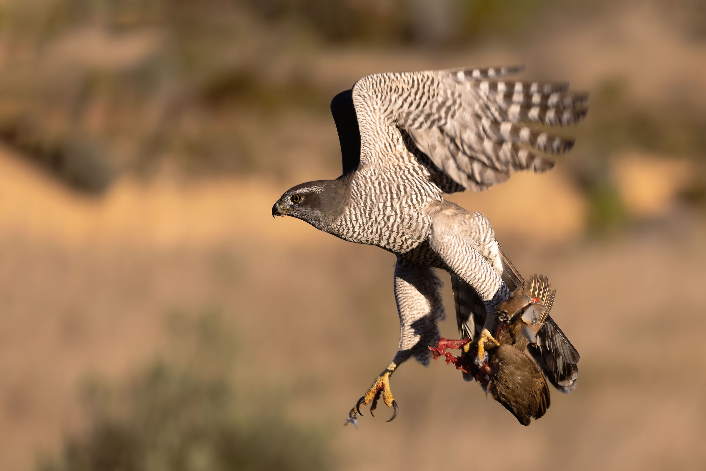 Goshawk with the remains of its prey