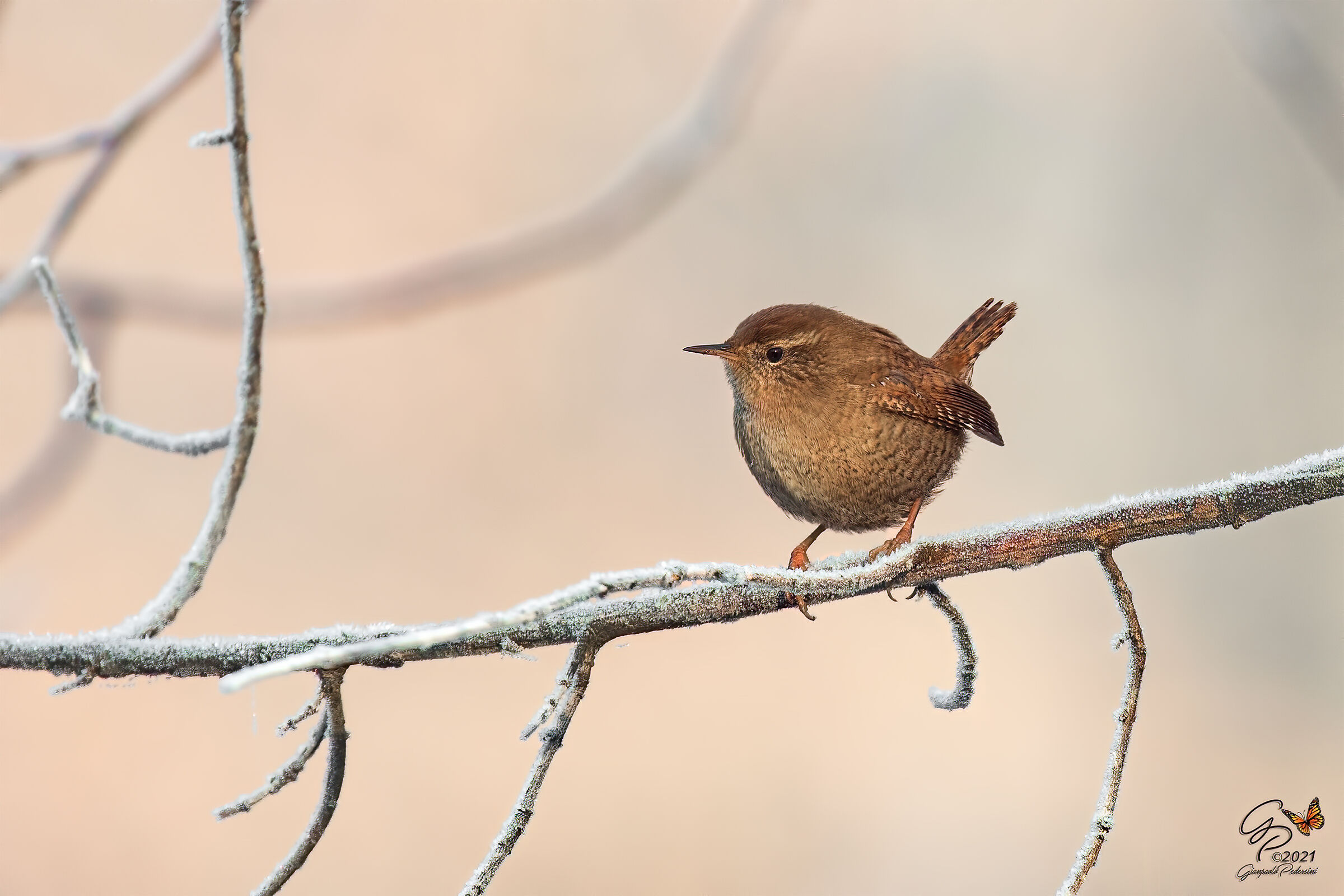 Abitanti del bosco......Scricciolo