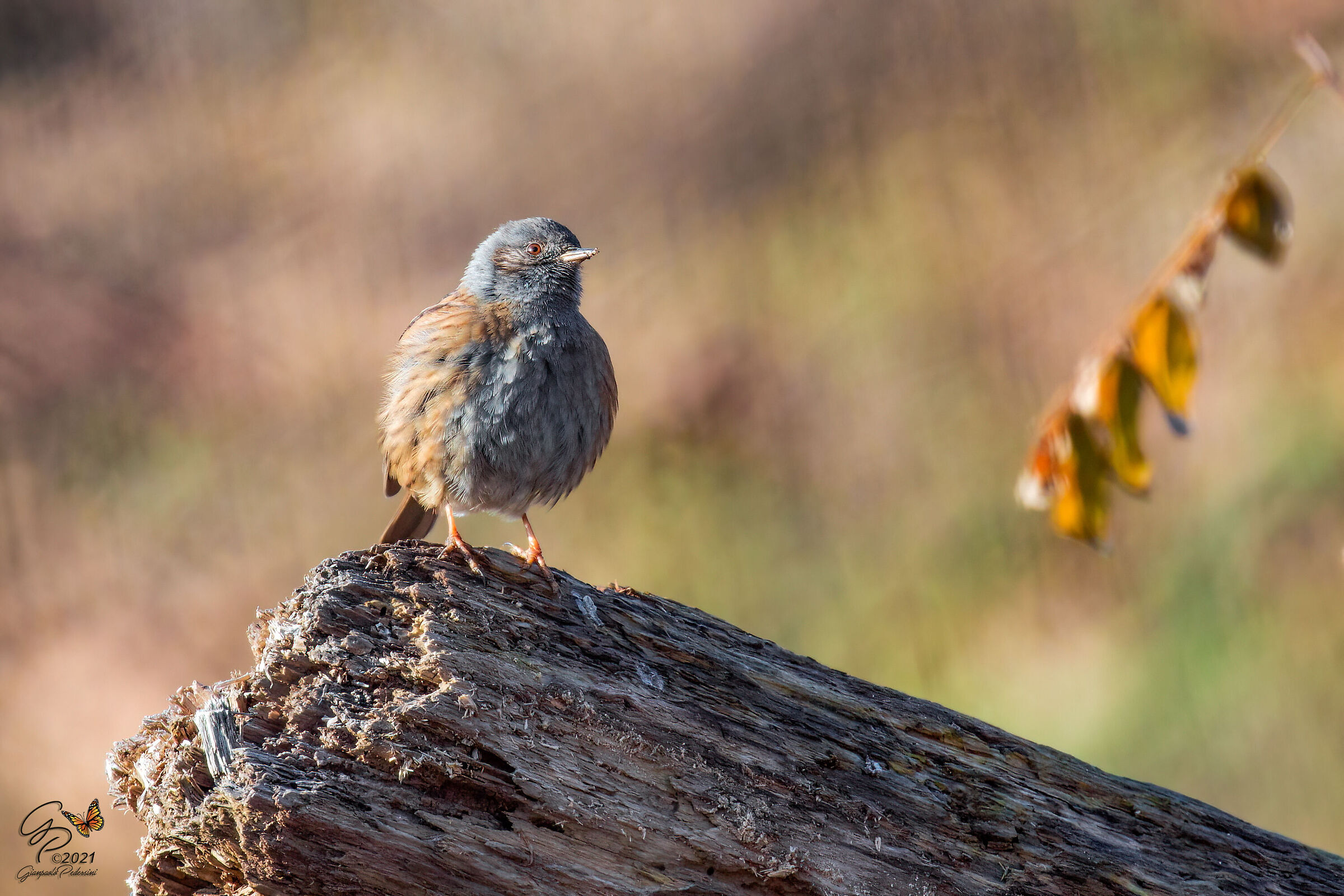 Abitanti del bosco......Passera scopaiola