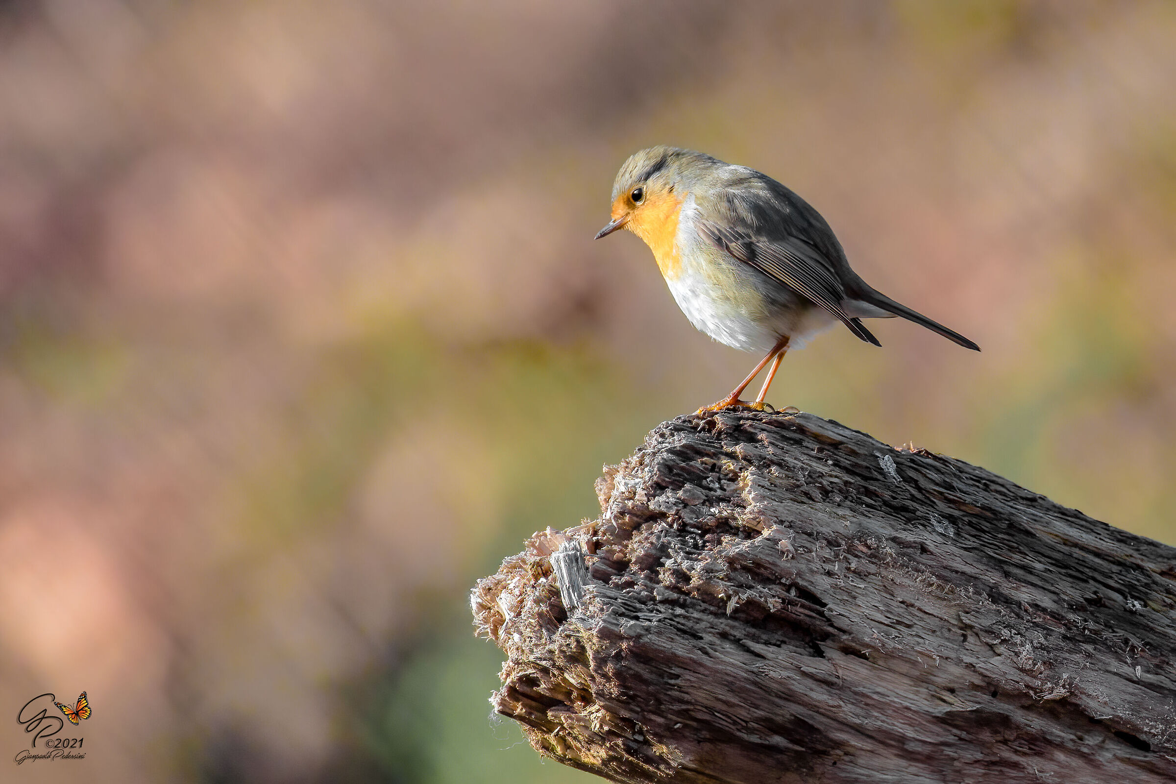 Abitanti del bosco......Pettirosso