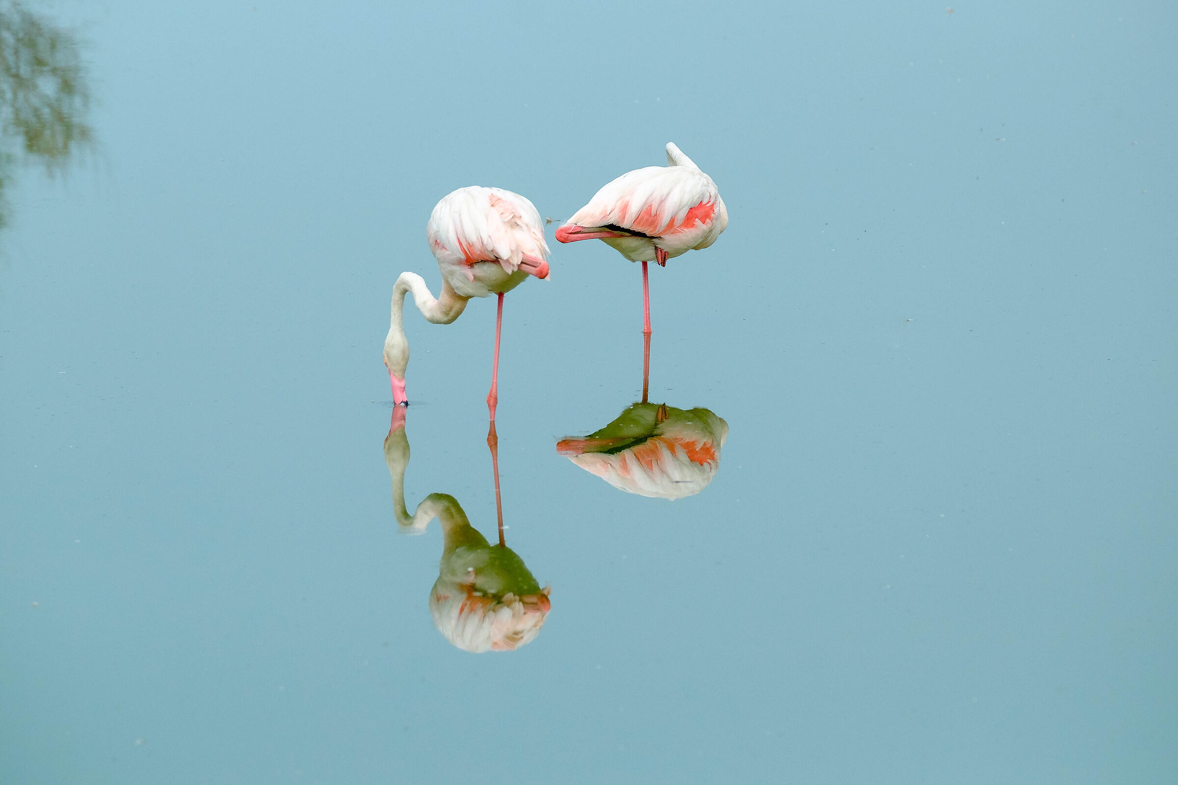 Flamingoes
