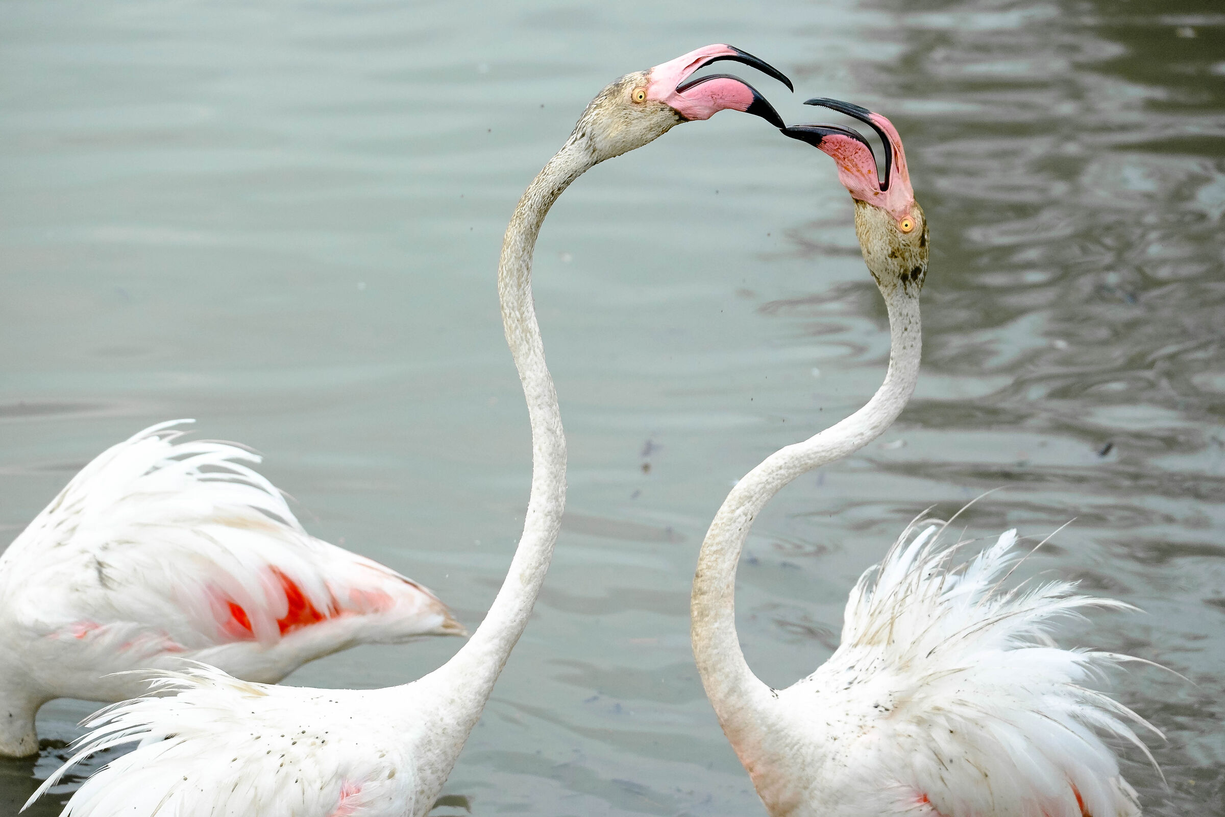 Quarrelsome flamingos