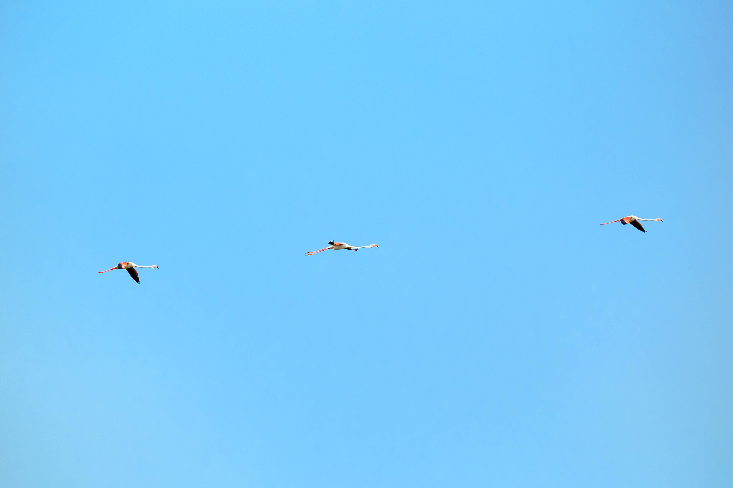 Flamingos in flight