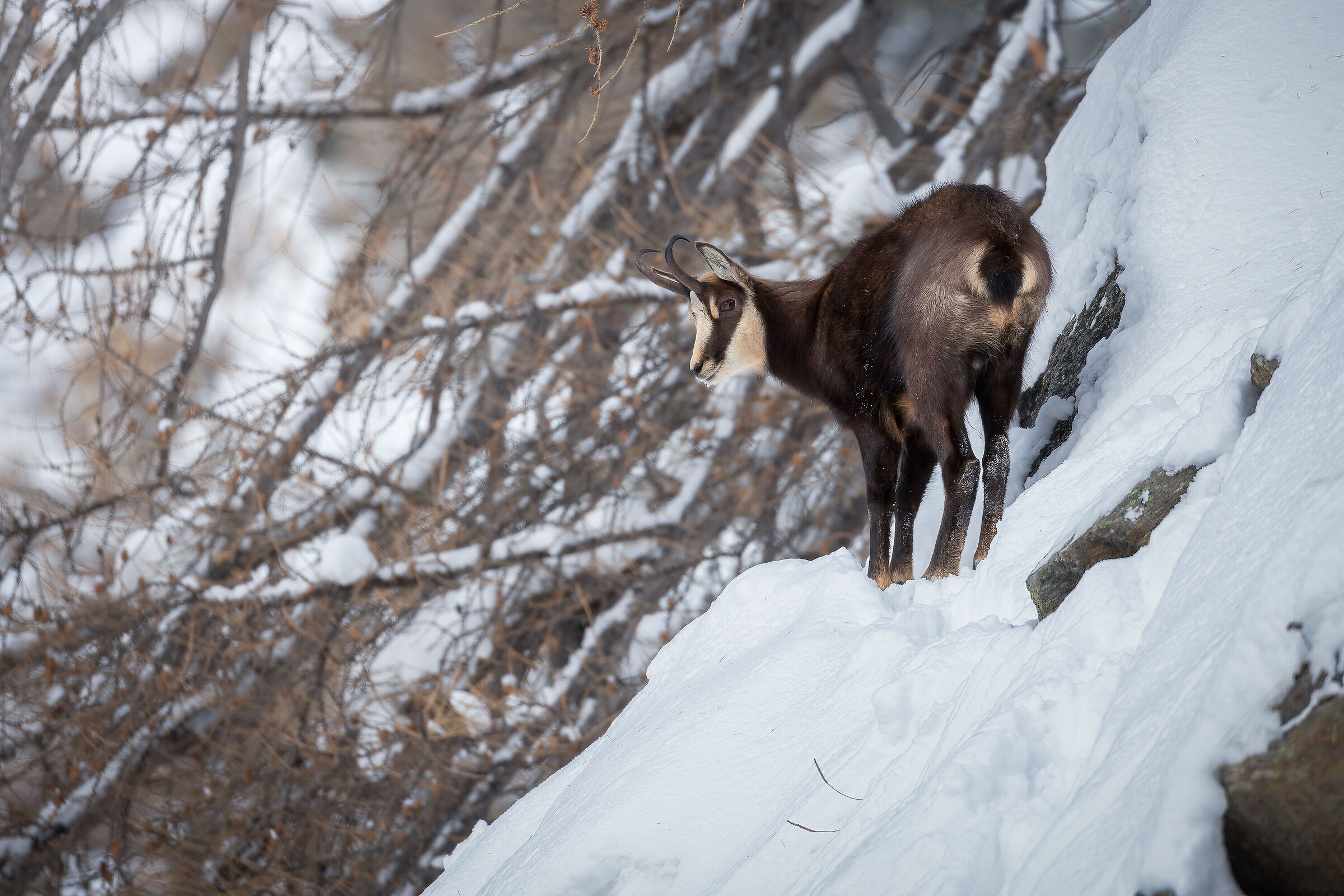 Alpine chamois