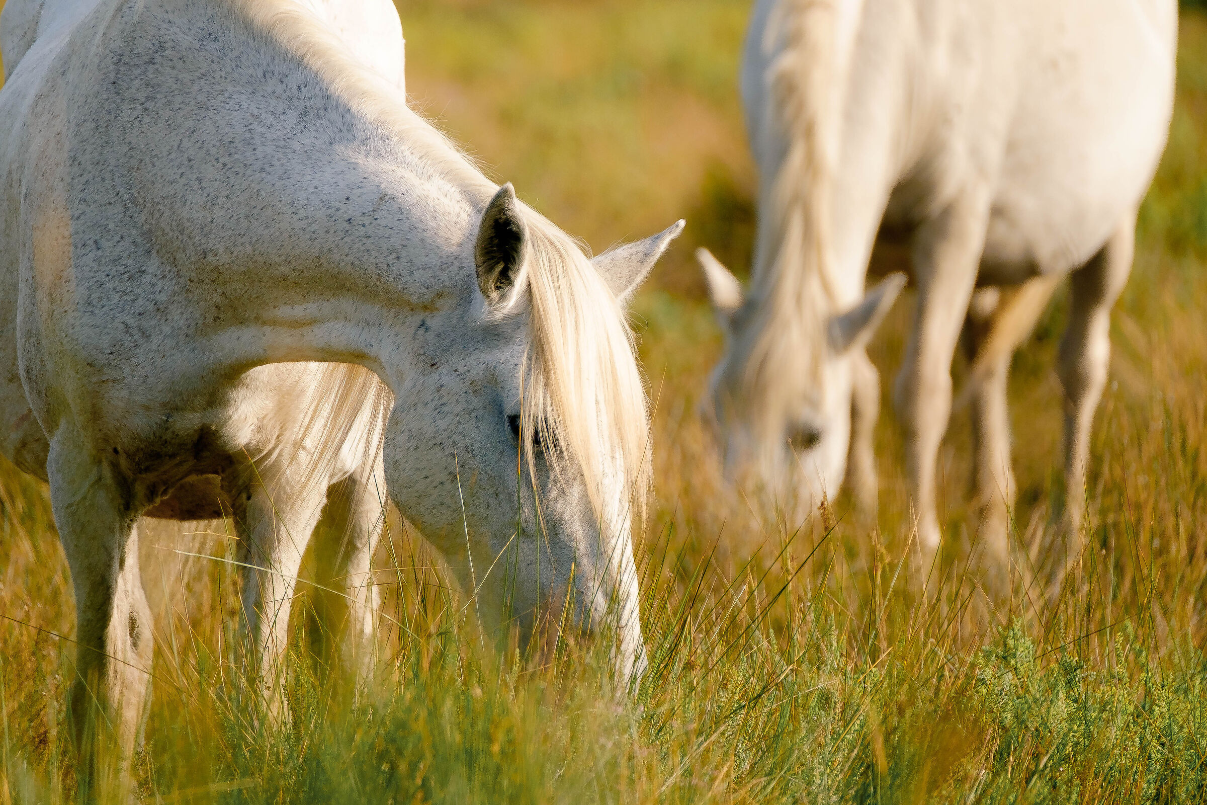 Camargue horses