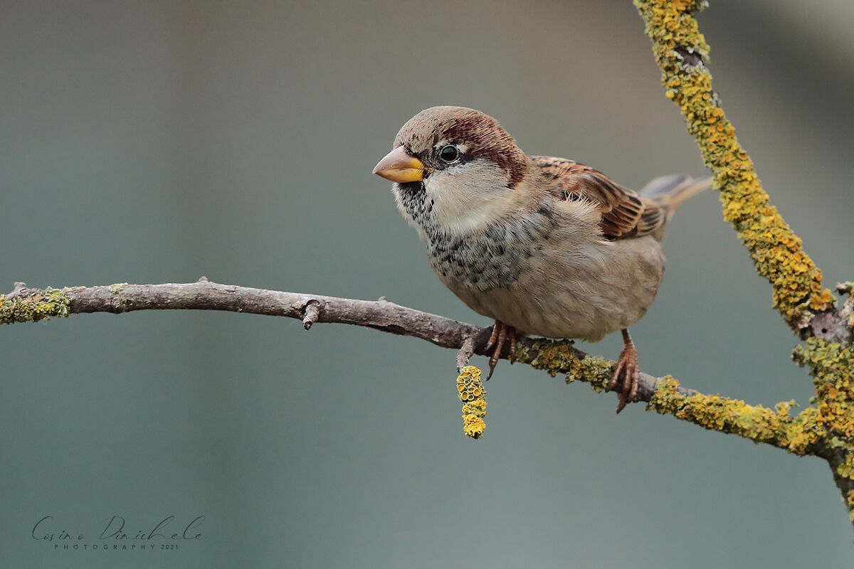 Passera d'Italia Maschio