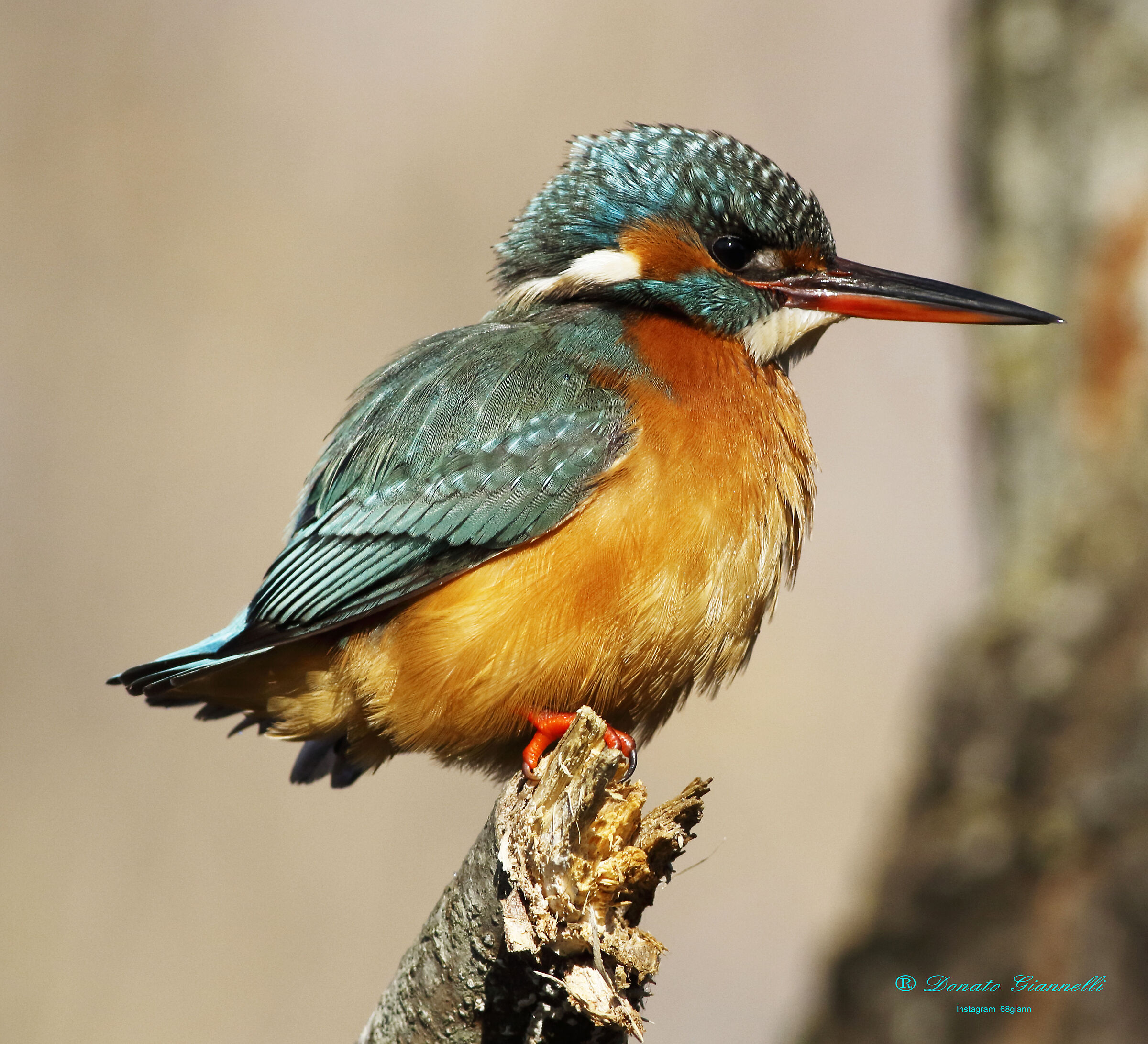 Kingfisher
