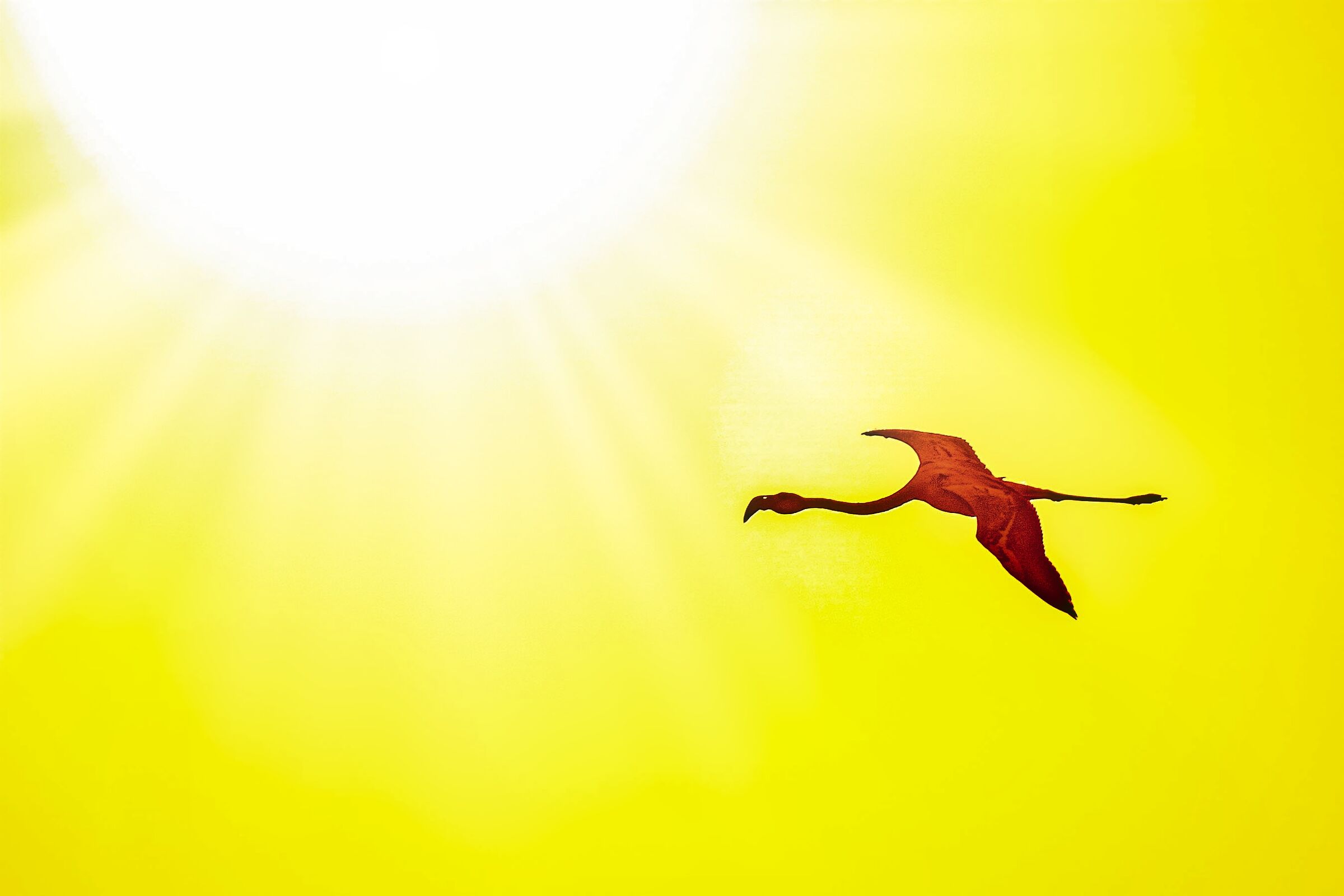 Flight in the sun