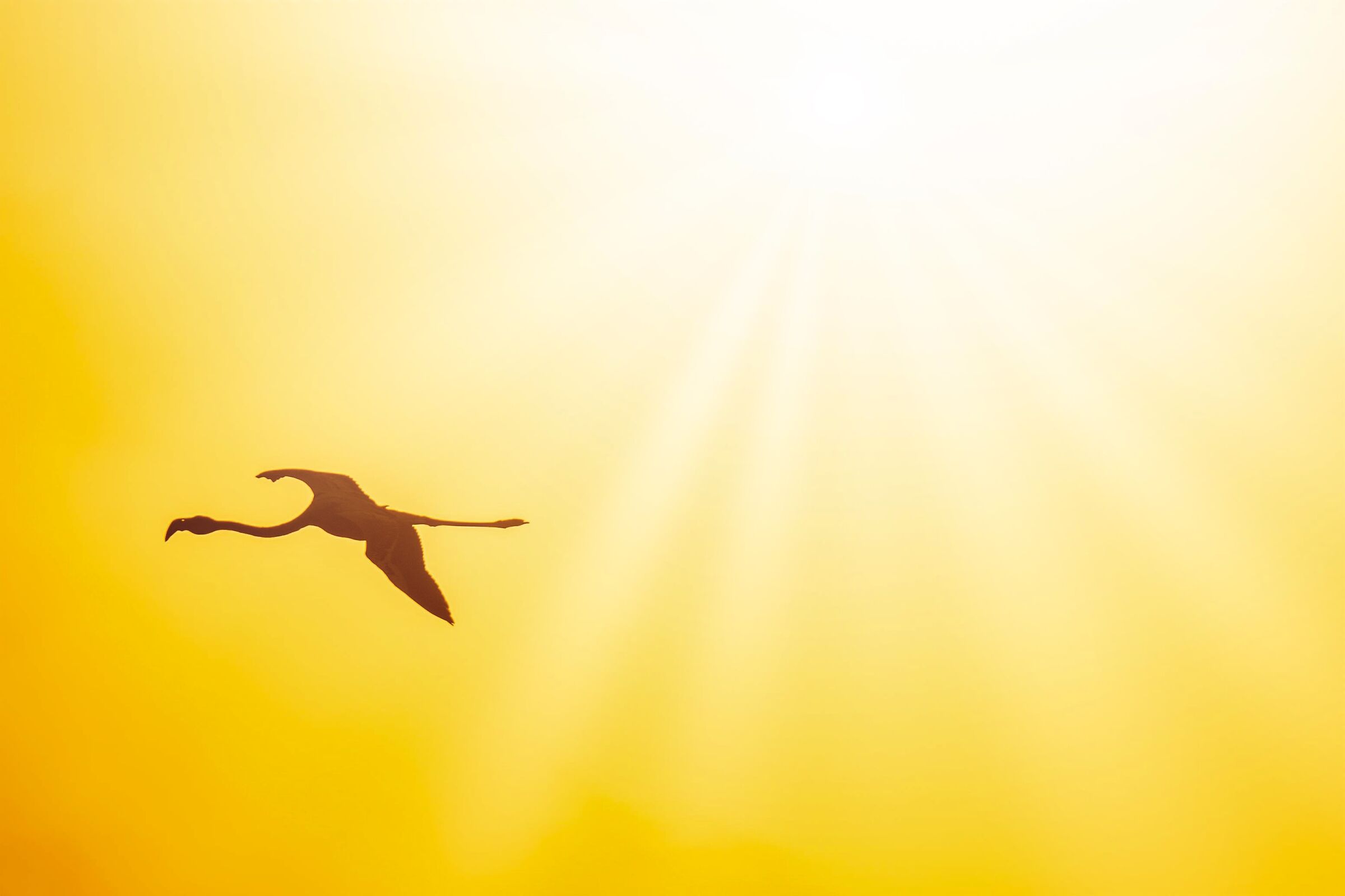 Flight in the sun