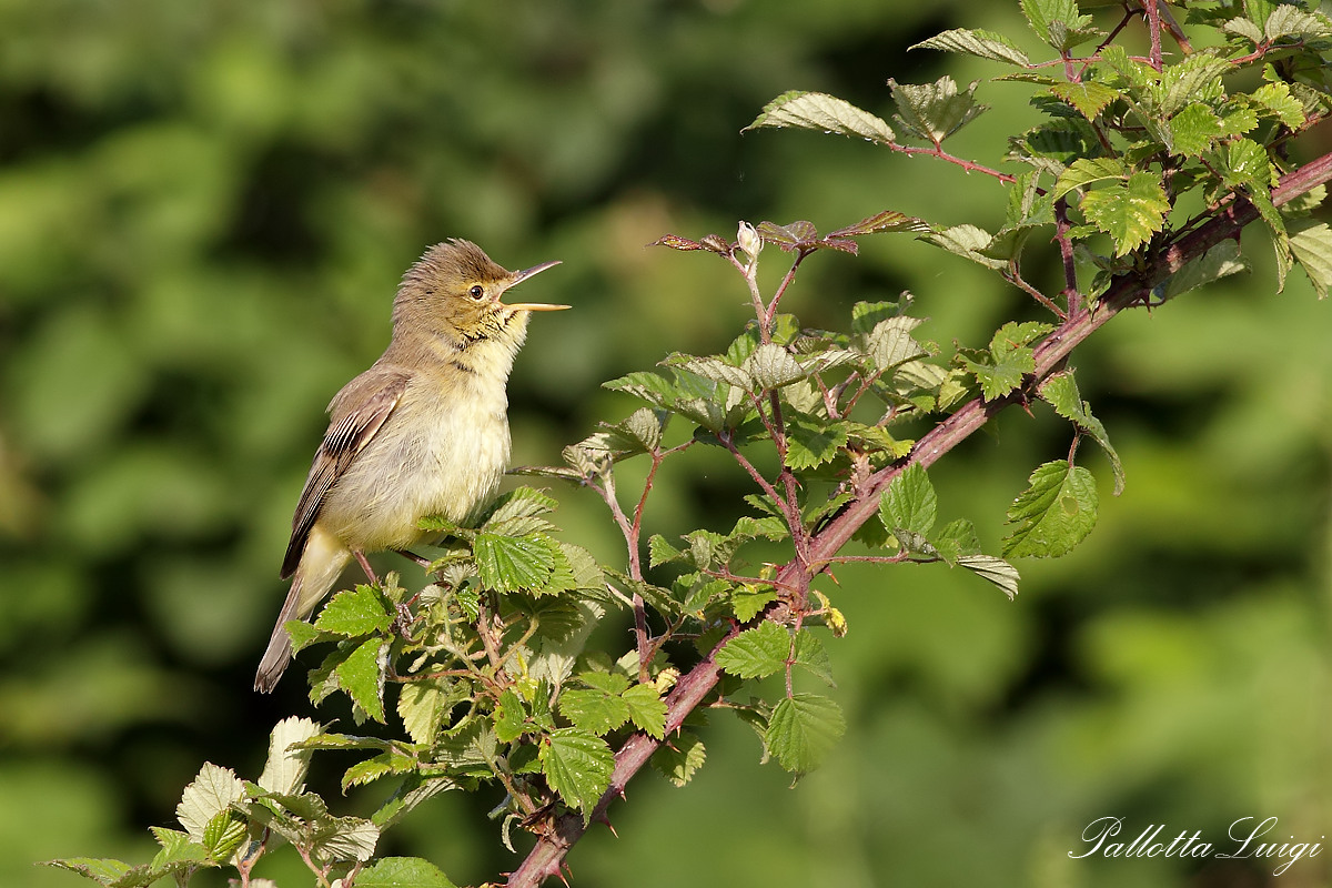 Canapino(Hippolais polyglotta)