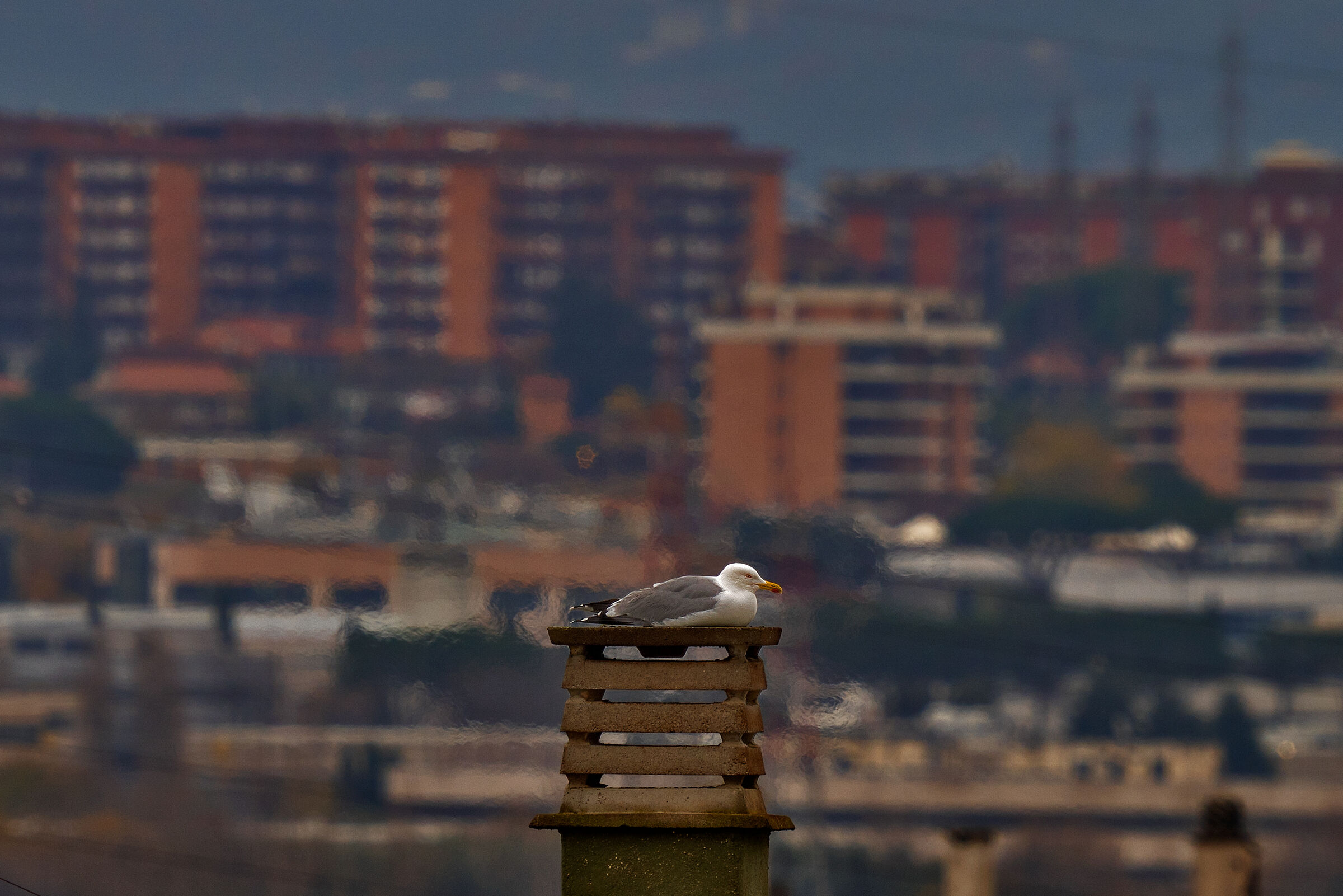The Throne of the Seagull