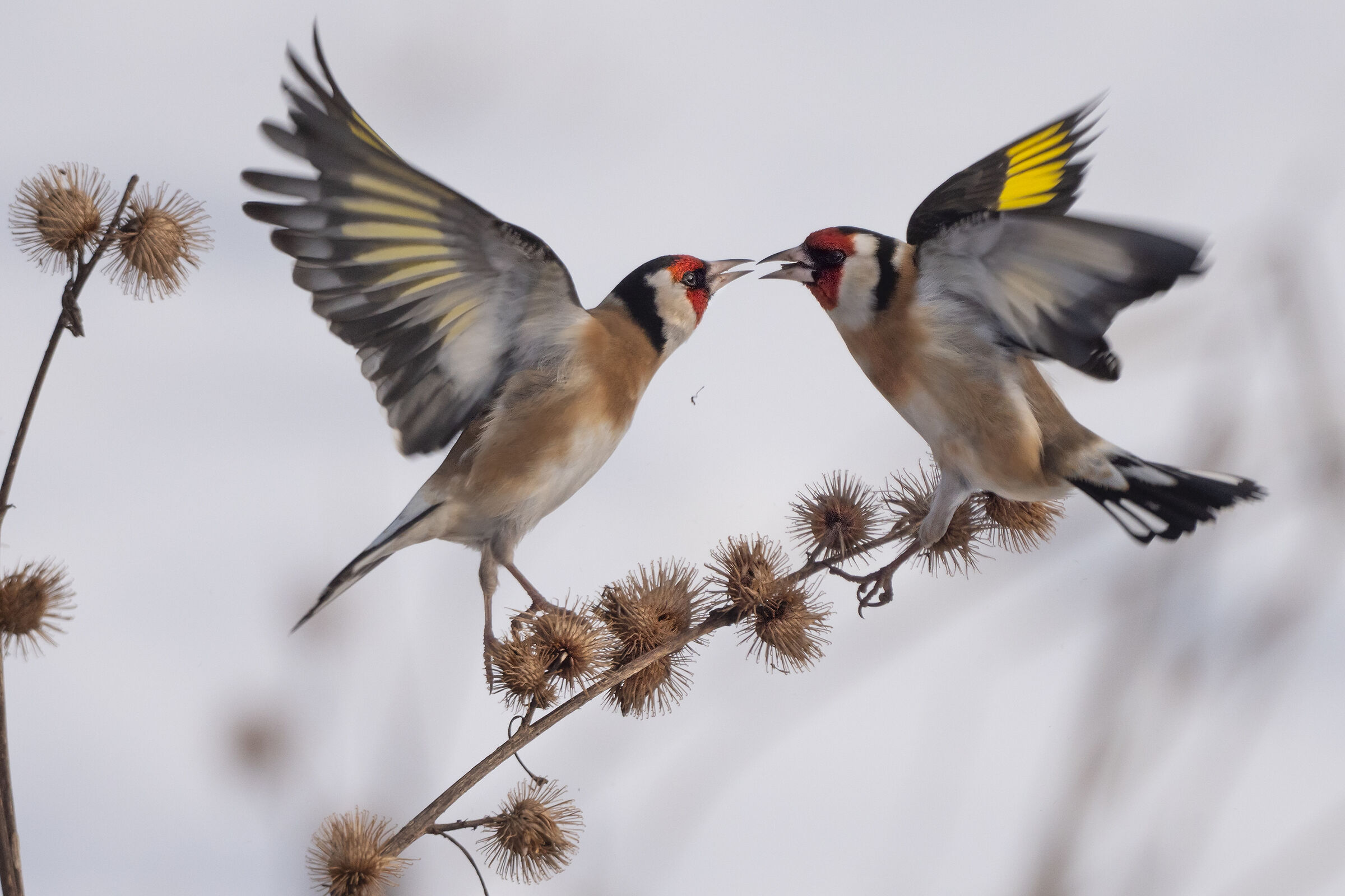 Per un pugno di ....semi