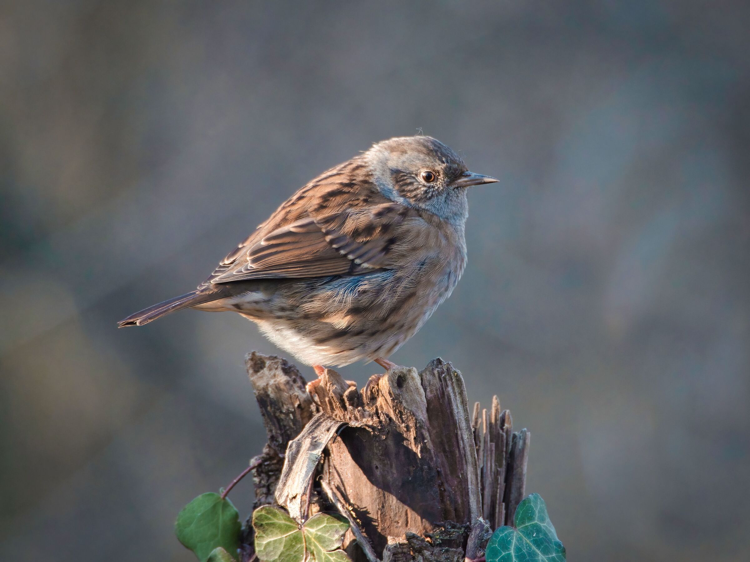 Dunnock