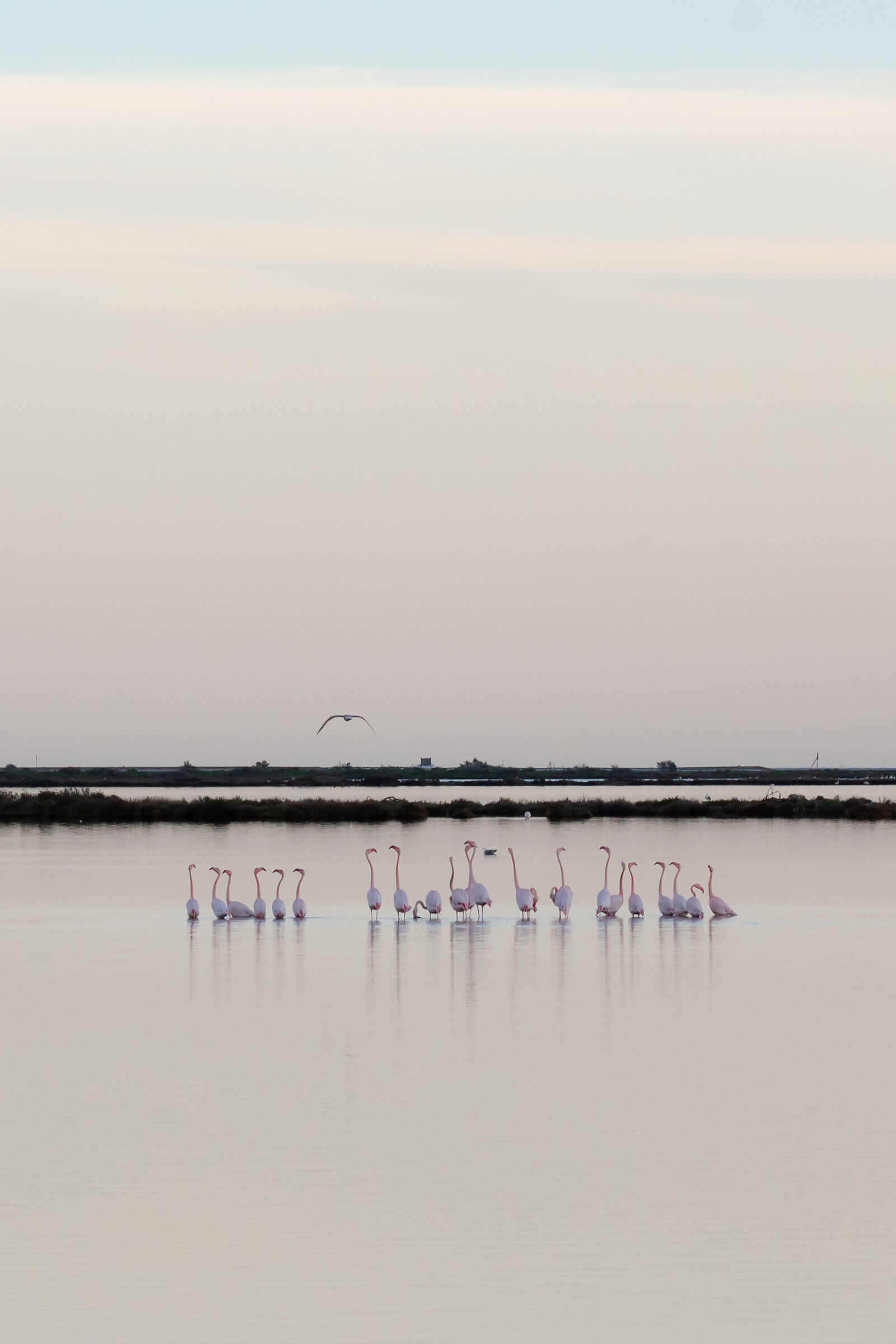 Fenicotteri e ora blu