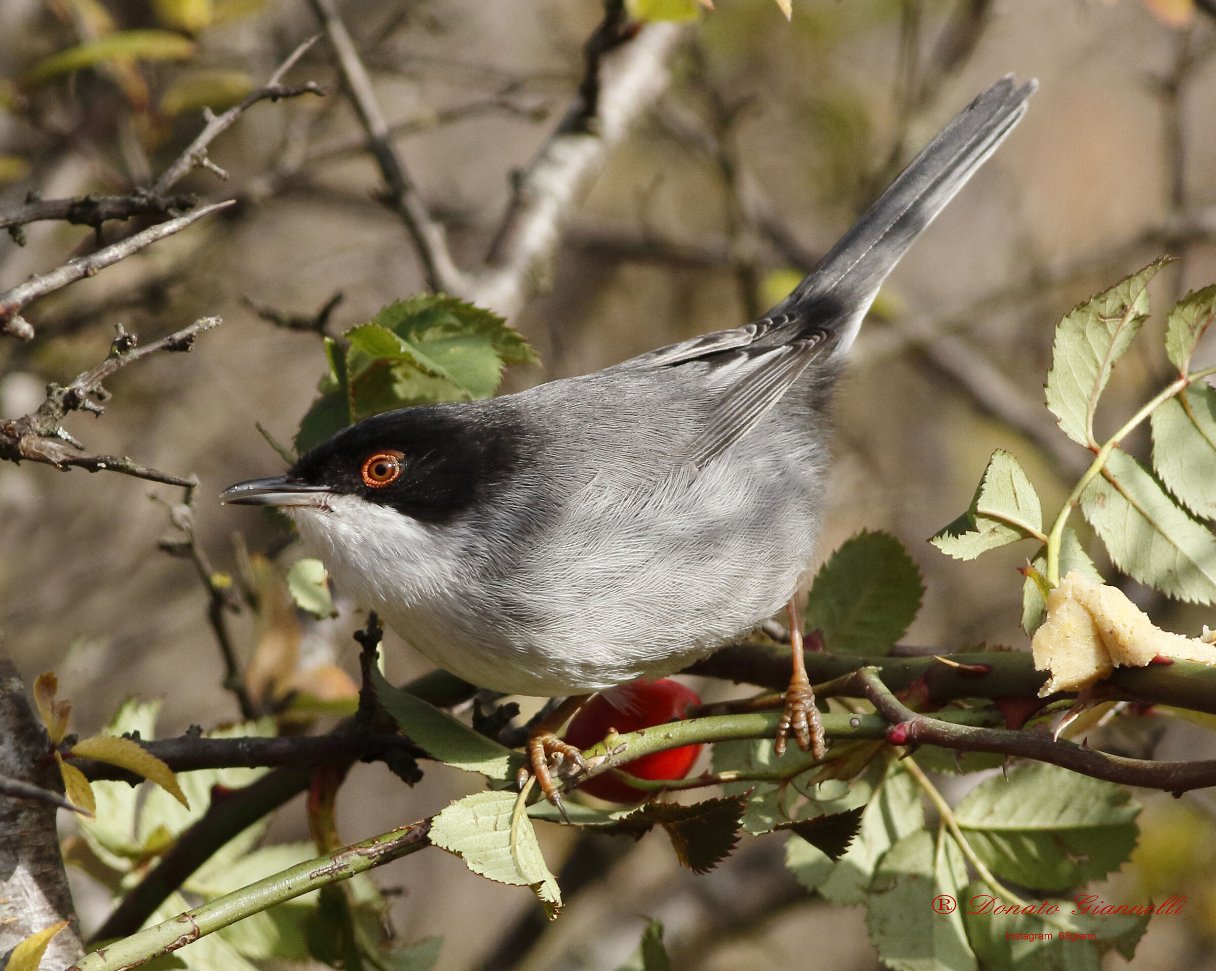 Sardinian warbler
