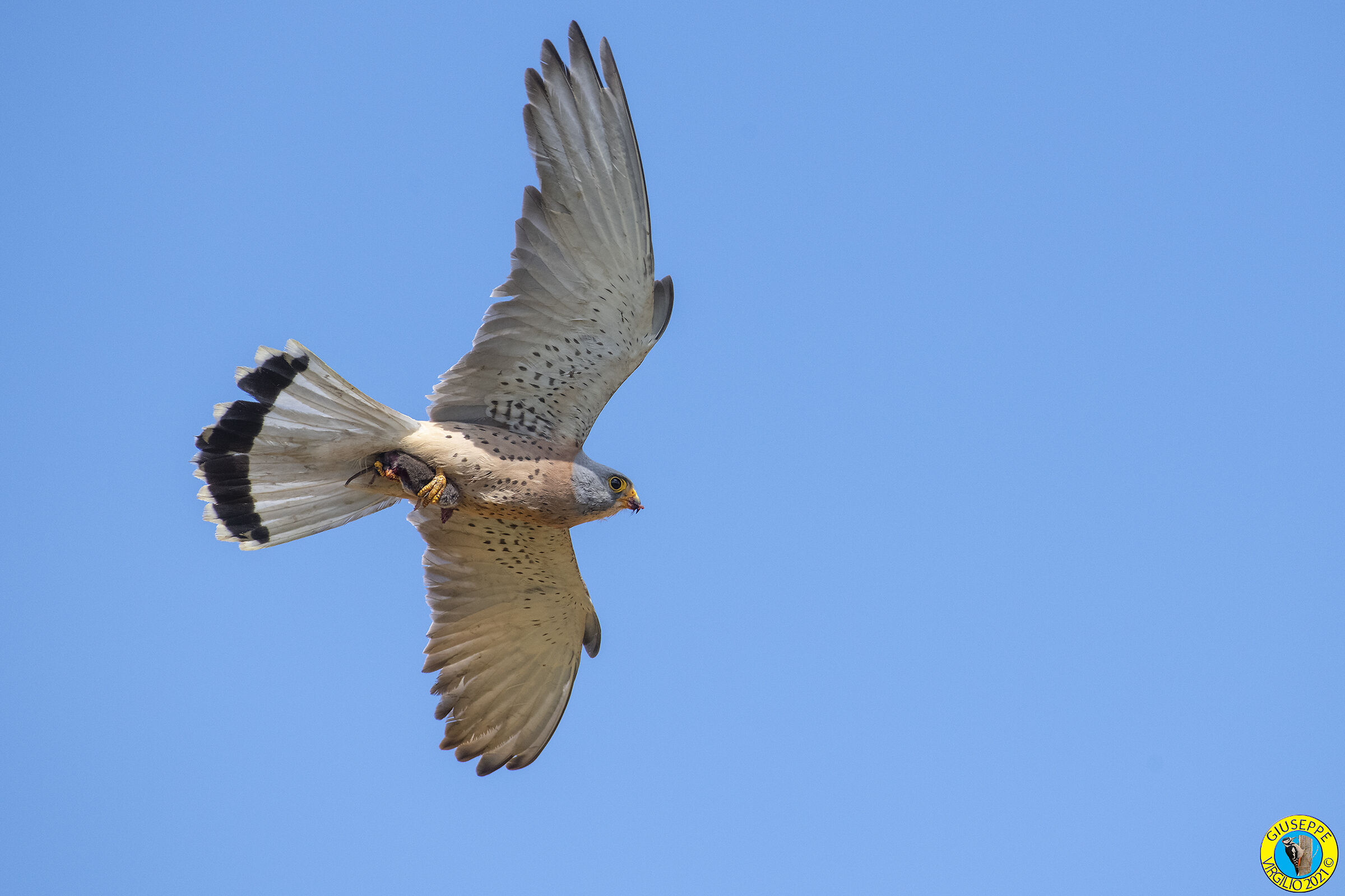 Grillaio  (Sardegna 2021)