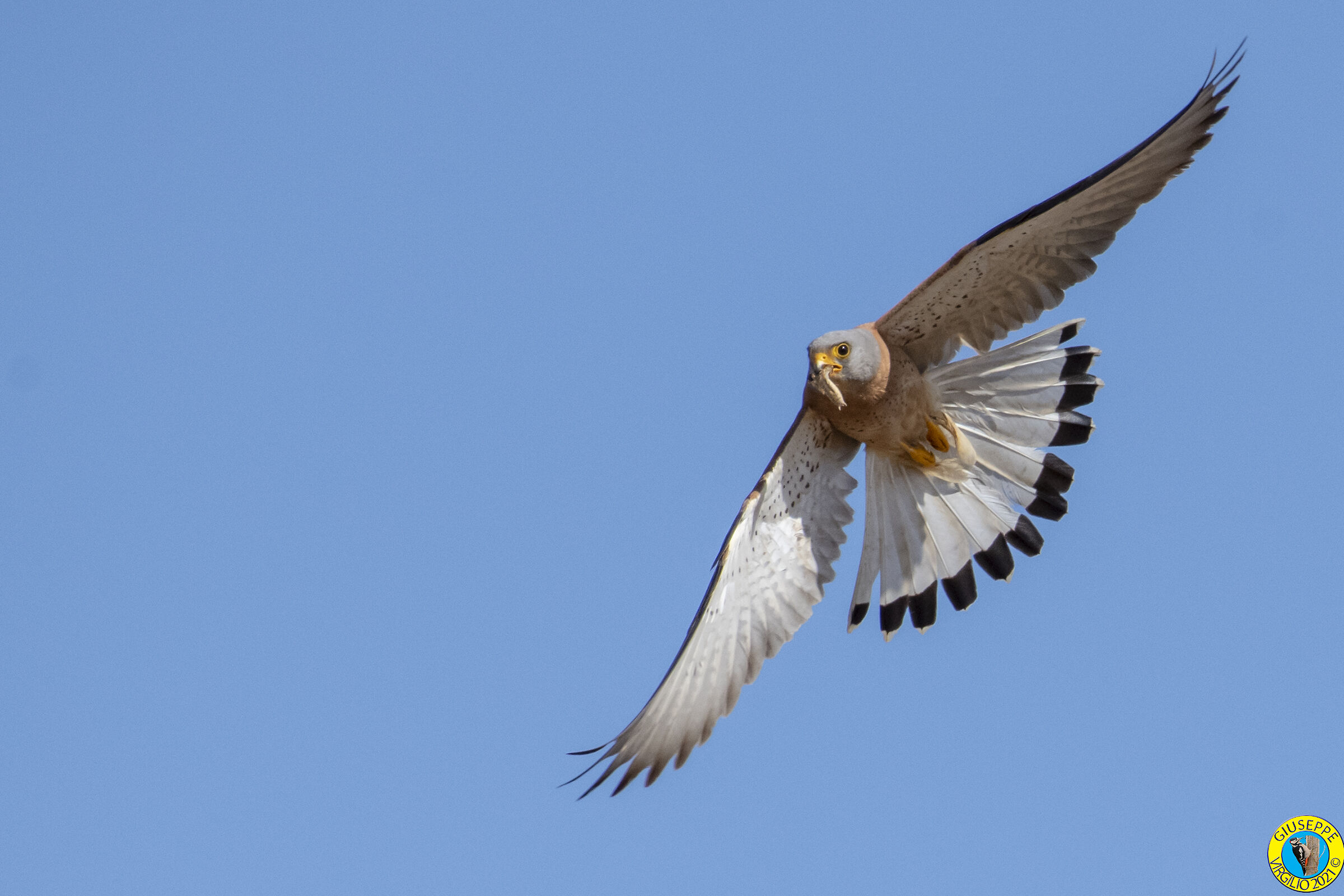 Grillaio (Sardegna 2021)