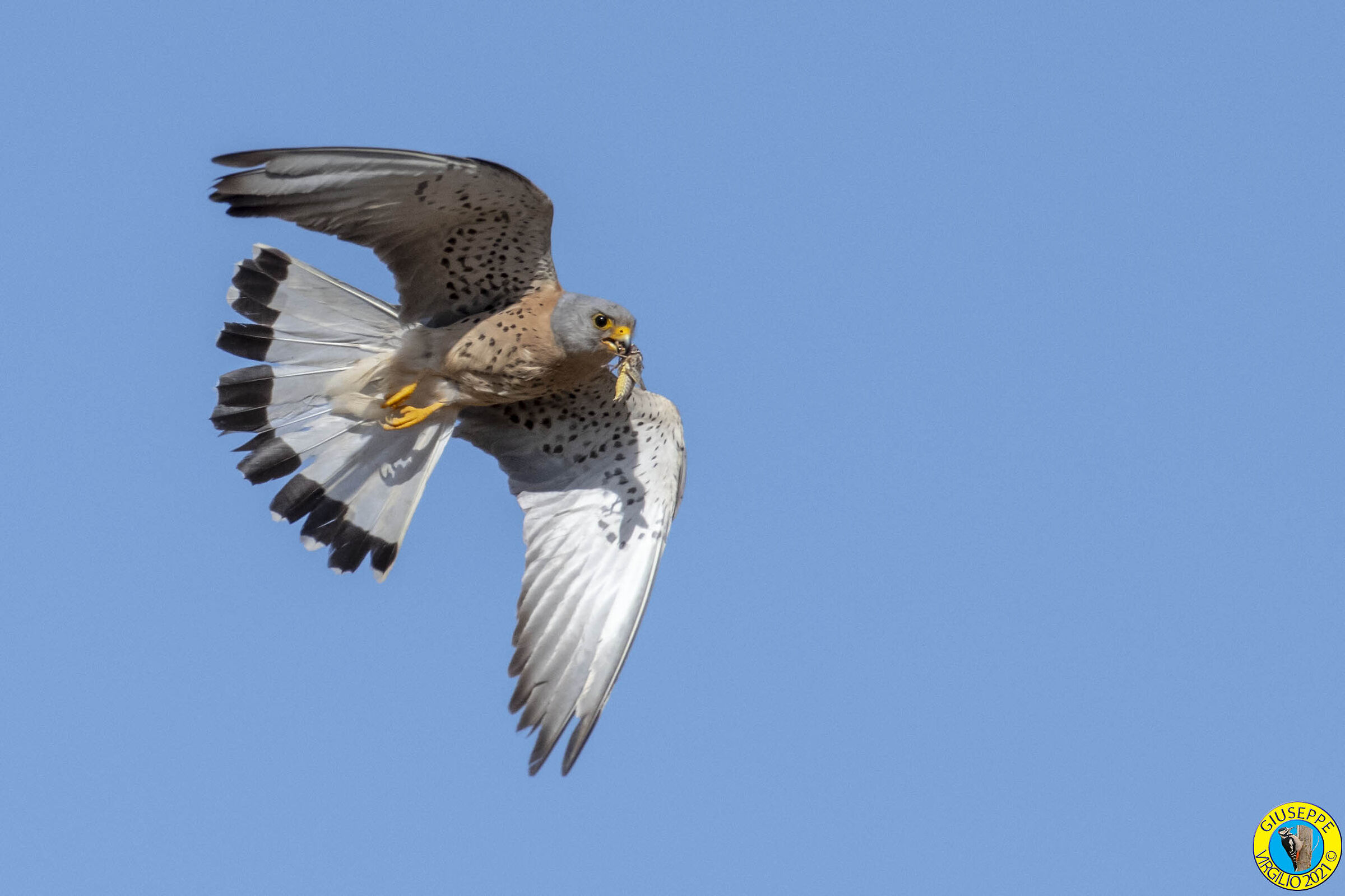 Grillaio (Sardegna 2021)