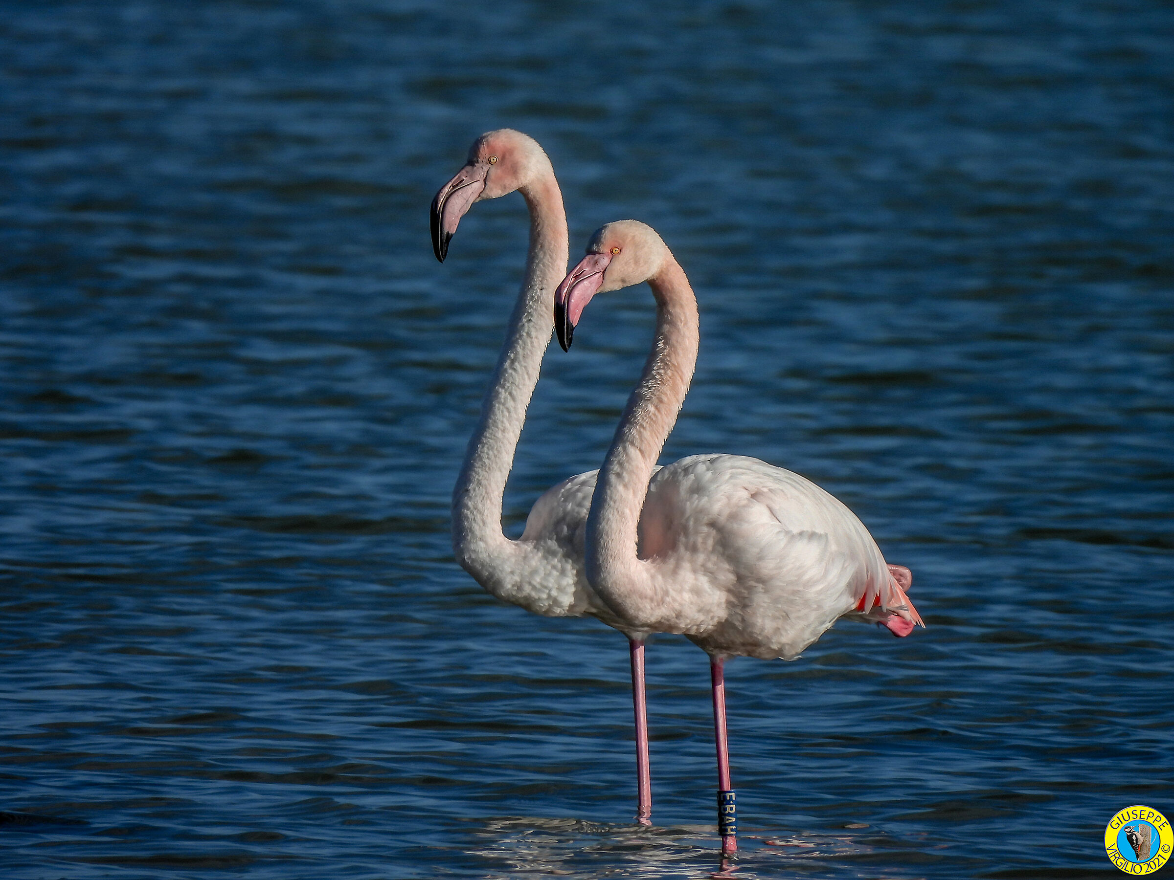 Fenicottero  - Phoenicopterus roseus giov(Sardegna)2021