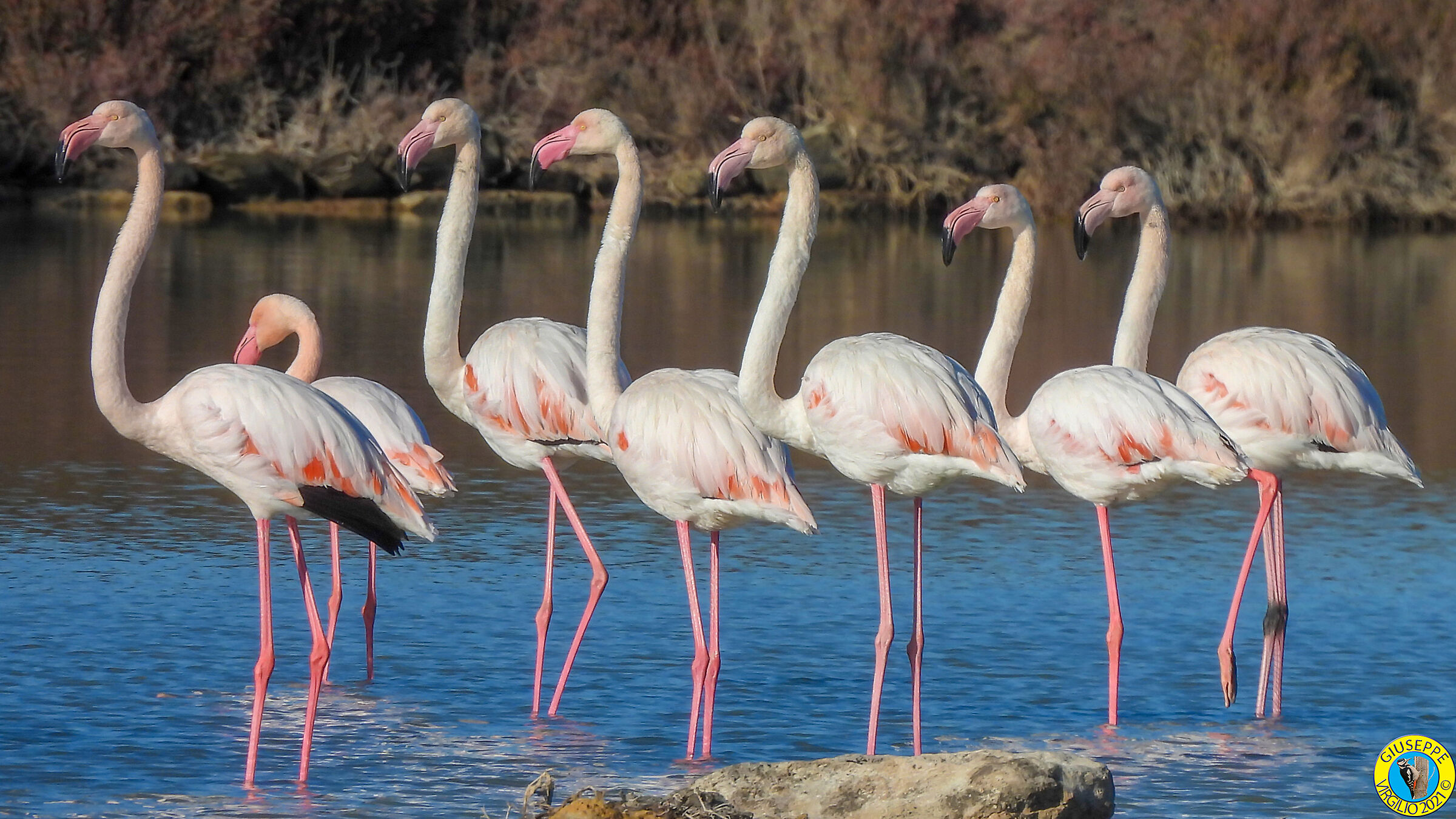 Fenicottero - Phoenicopterus roseus (Sardegna)2021