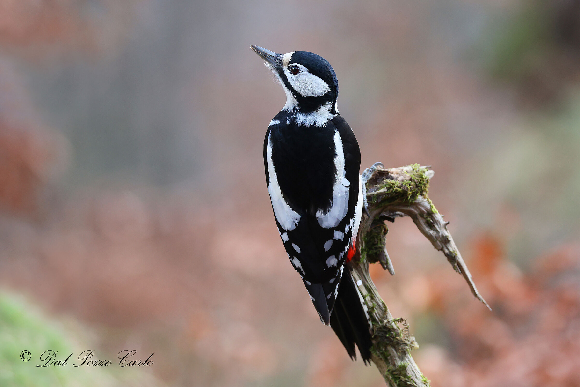 Major red woodpecker