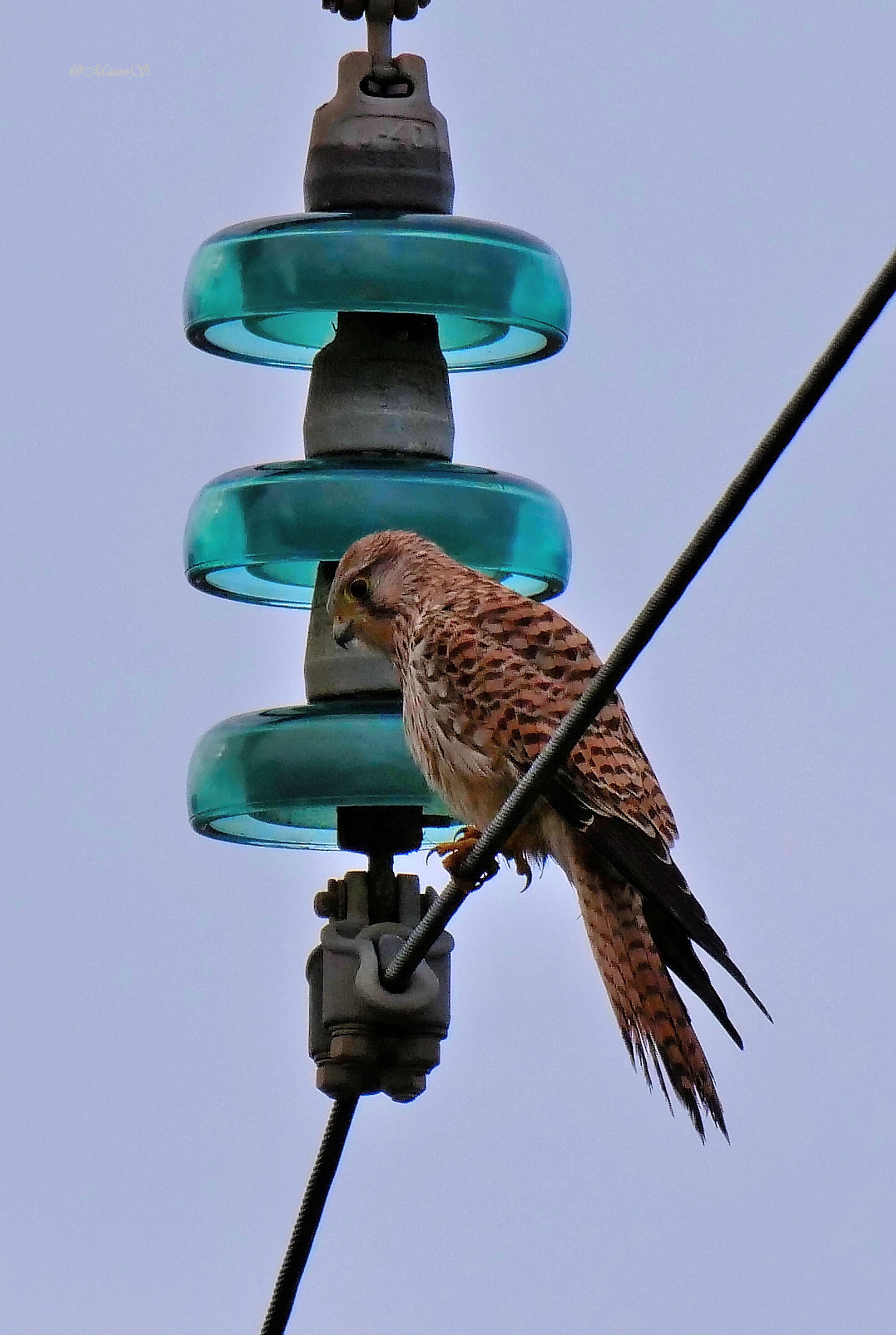 Kestrel