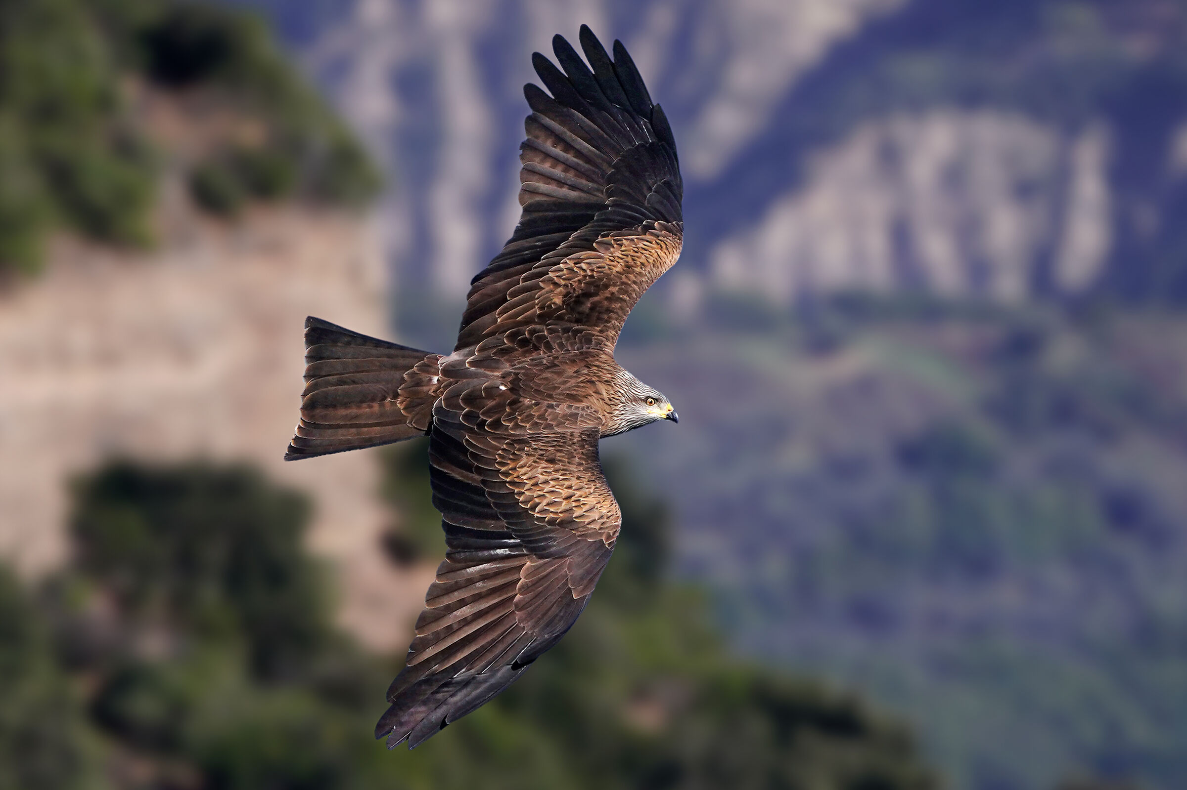 Black kite