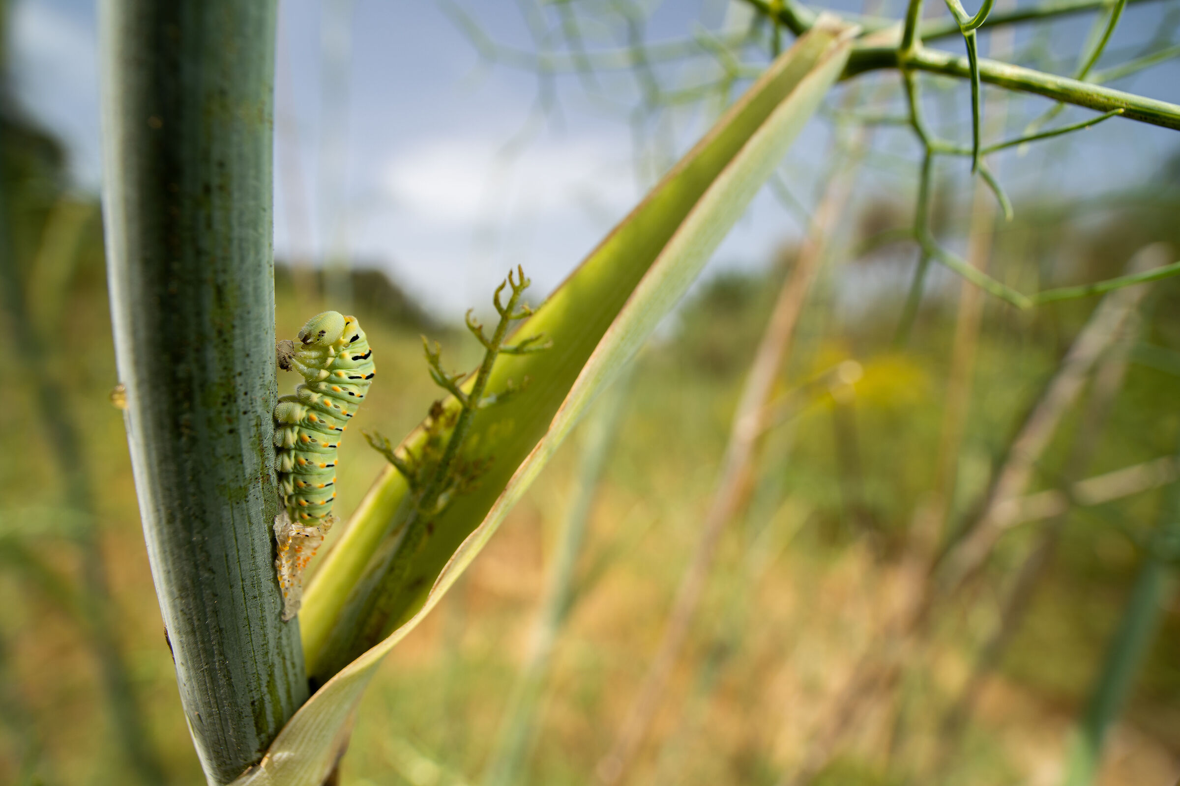 Papilio Machaon