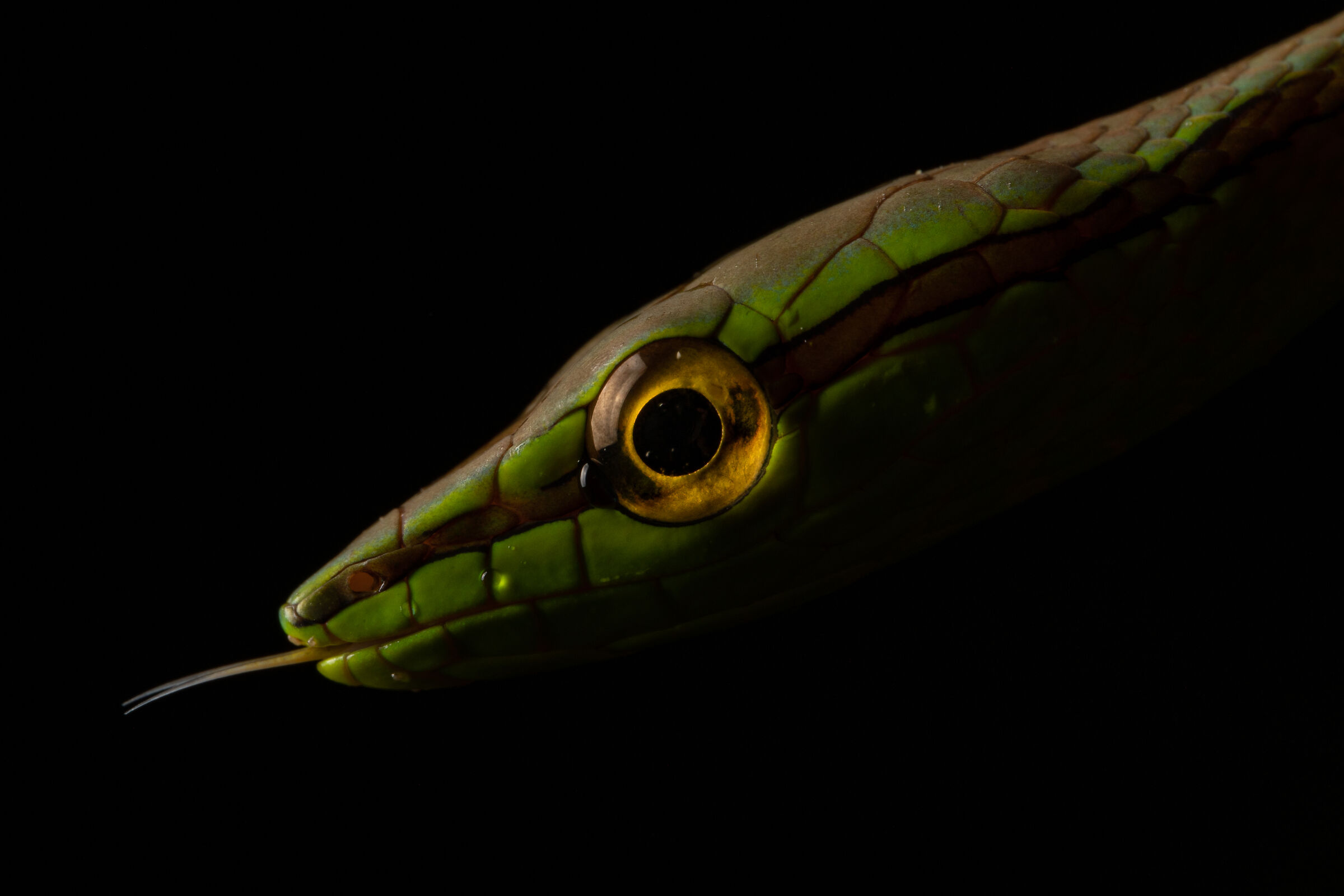 Xenoxybelis argenteus