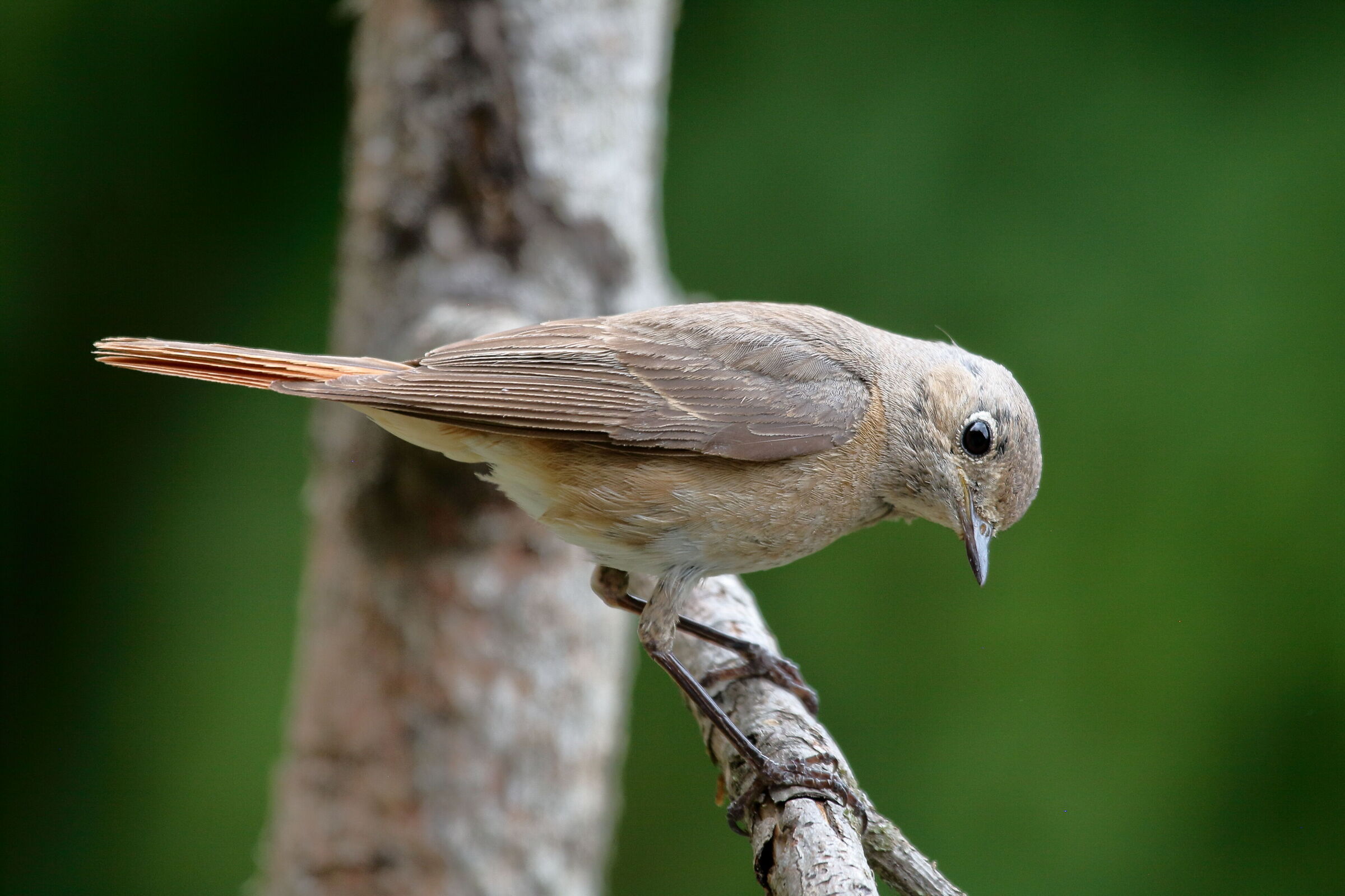Codirosso comune (Phoenicurus  phoenicurus) Femmina.