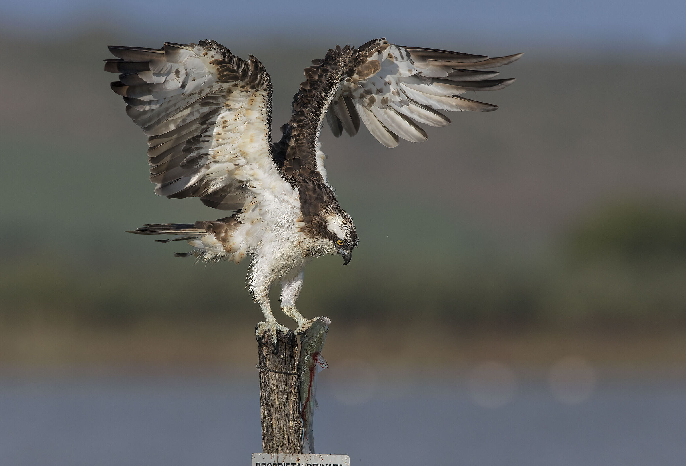 falco pescatore.....