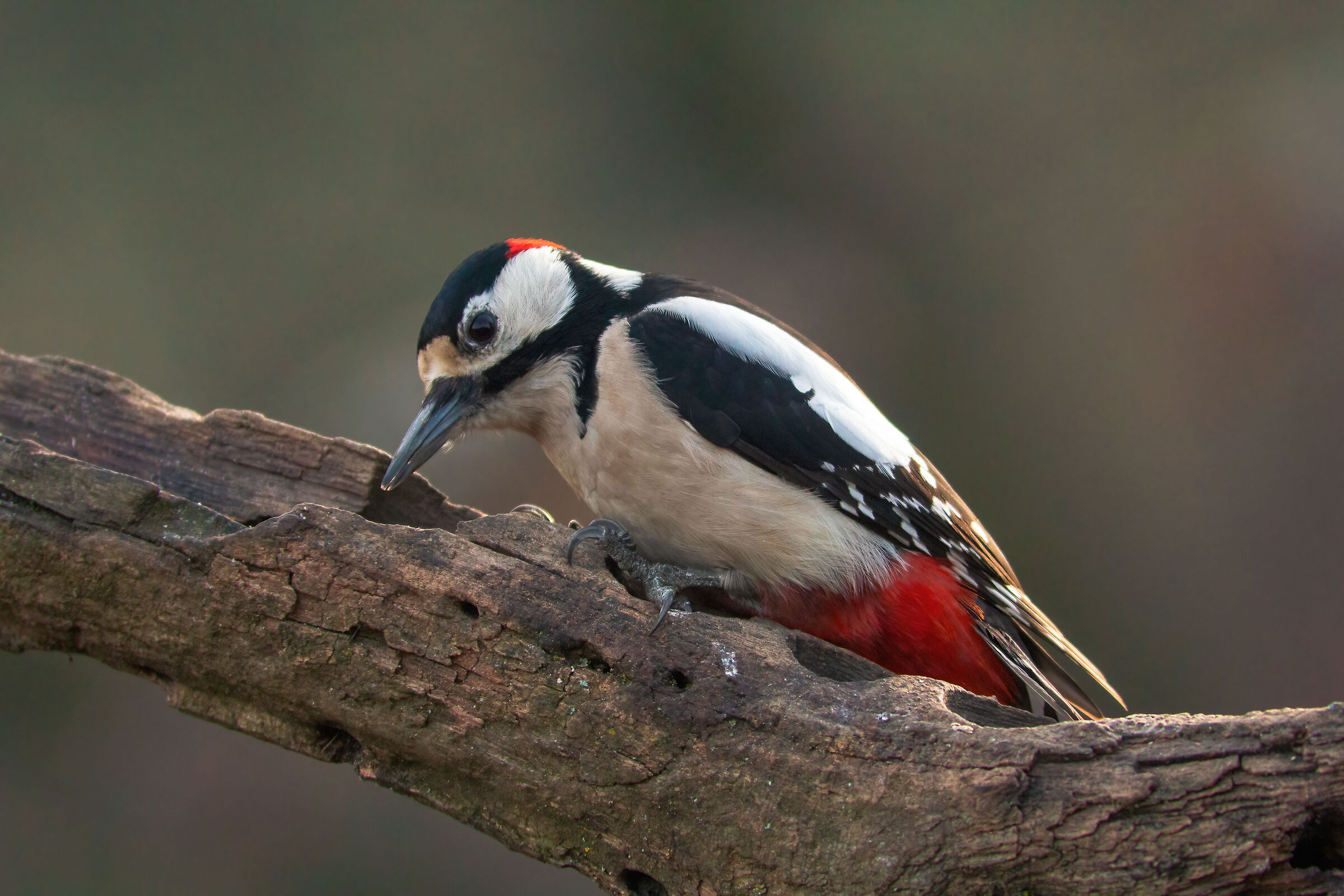 red woodpecker