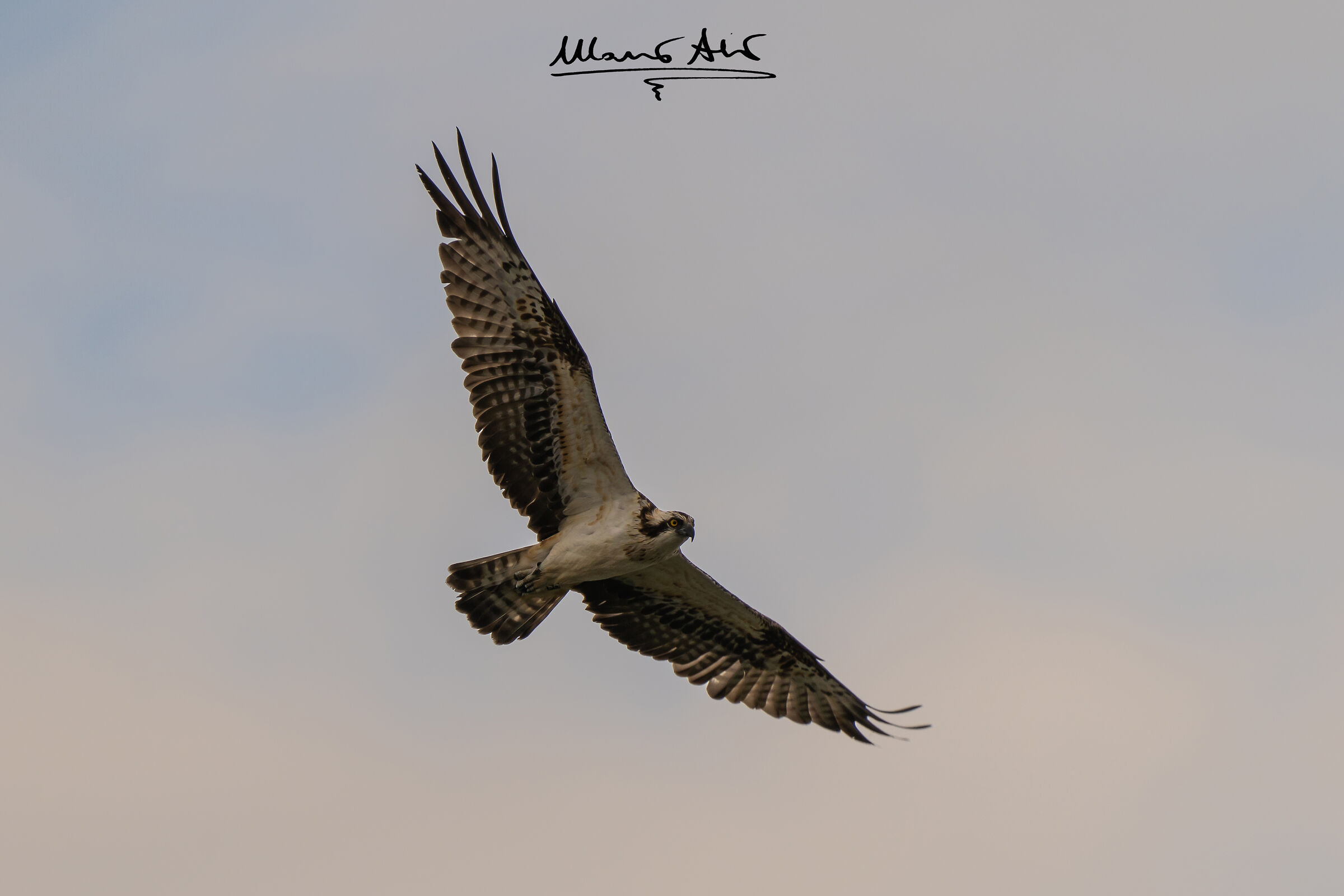 Falco pescatore