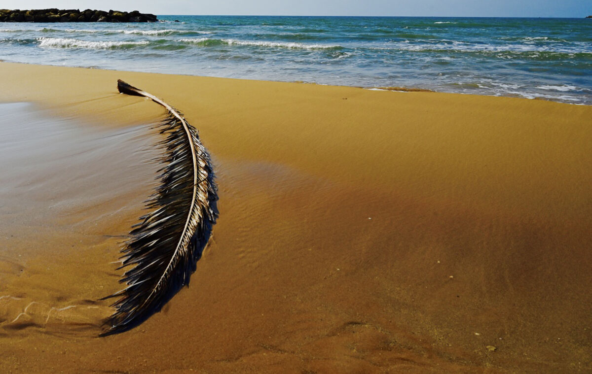 Beach feathers