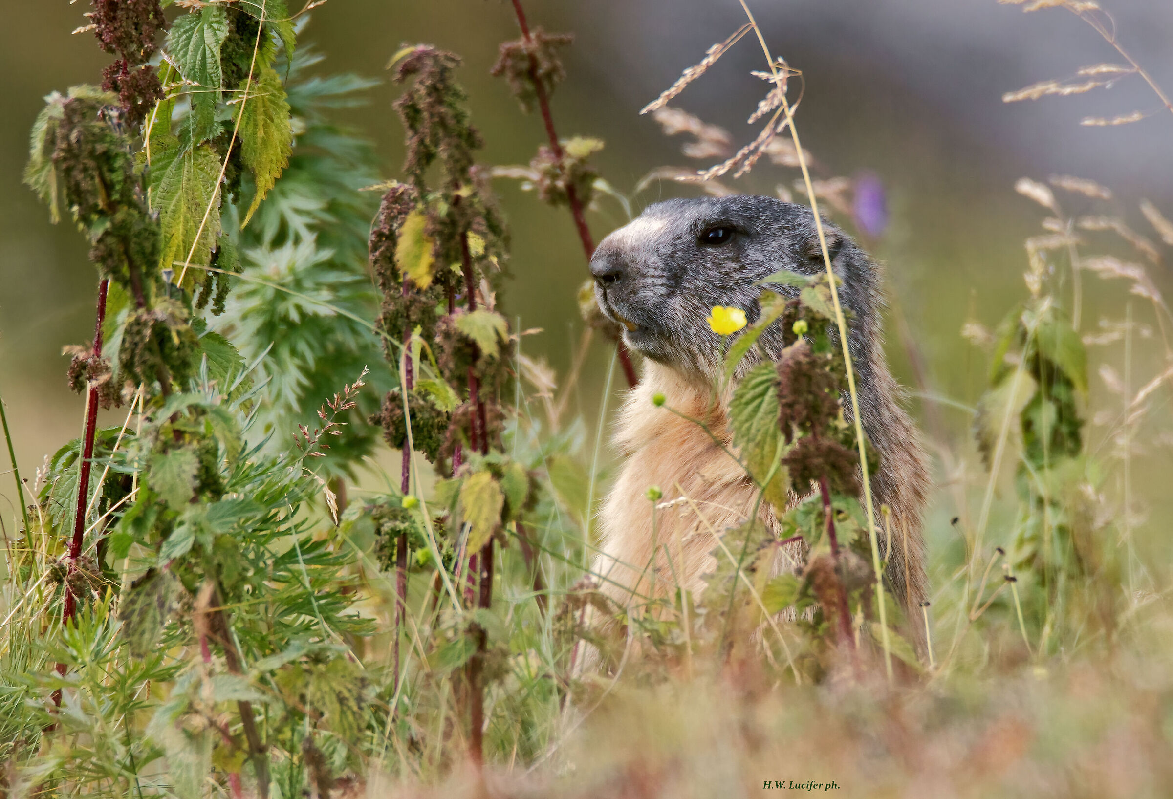 Little Vedetta Lombarda